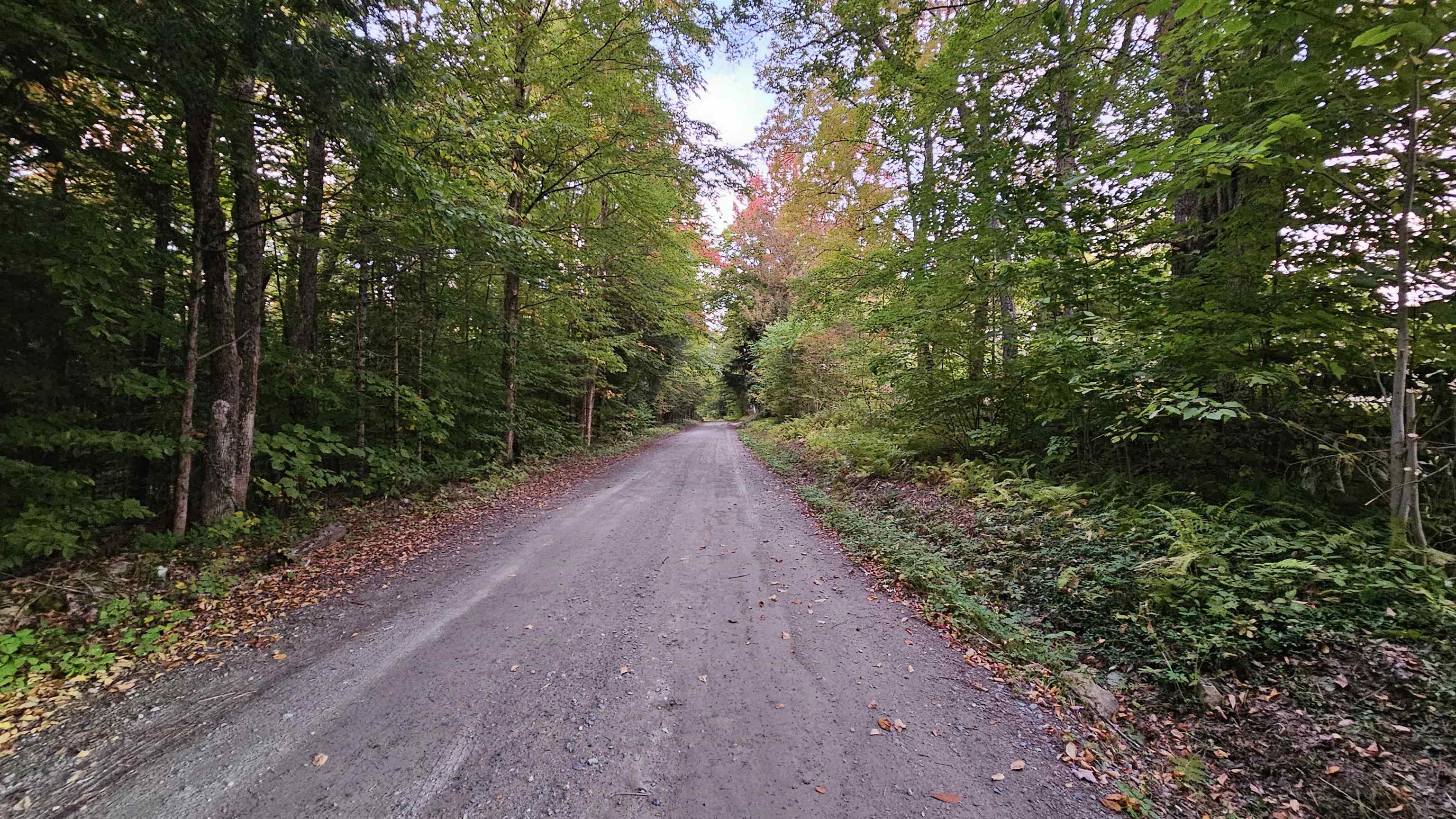 Gravel road winding through dense woodland beneath trees with early autumn foliage.