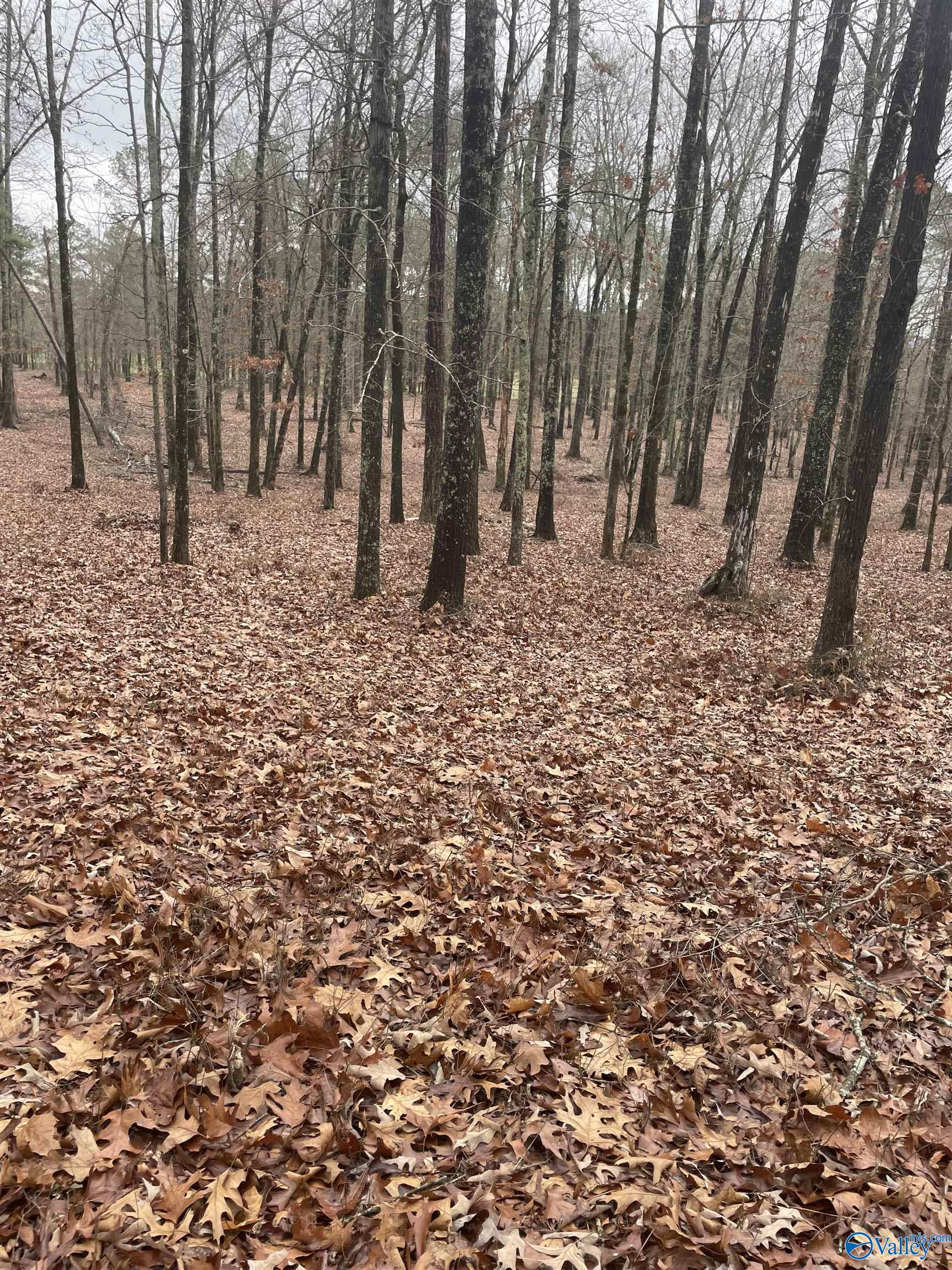 7 A County Road 497