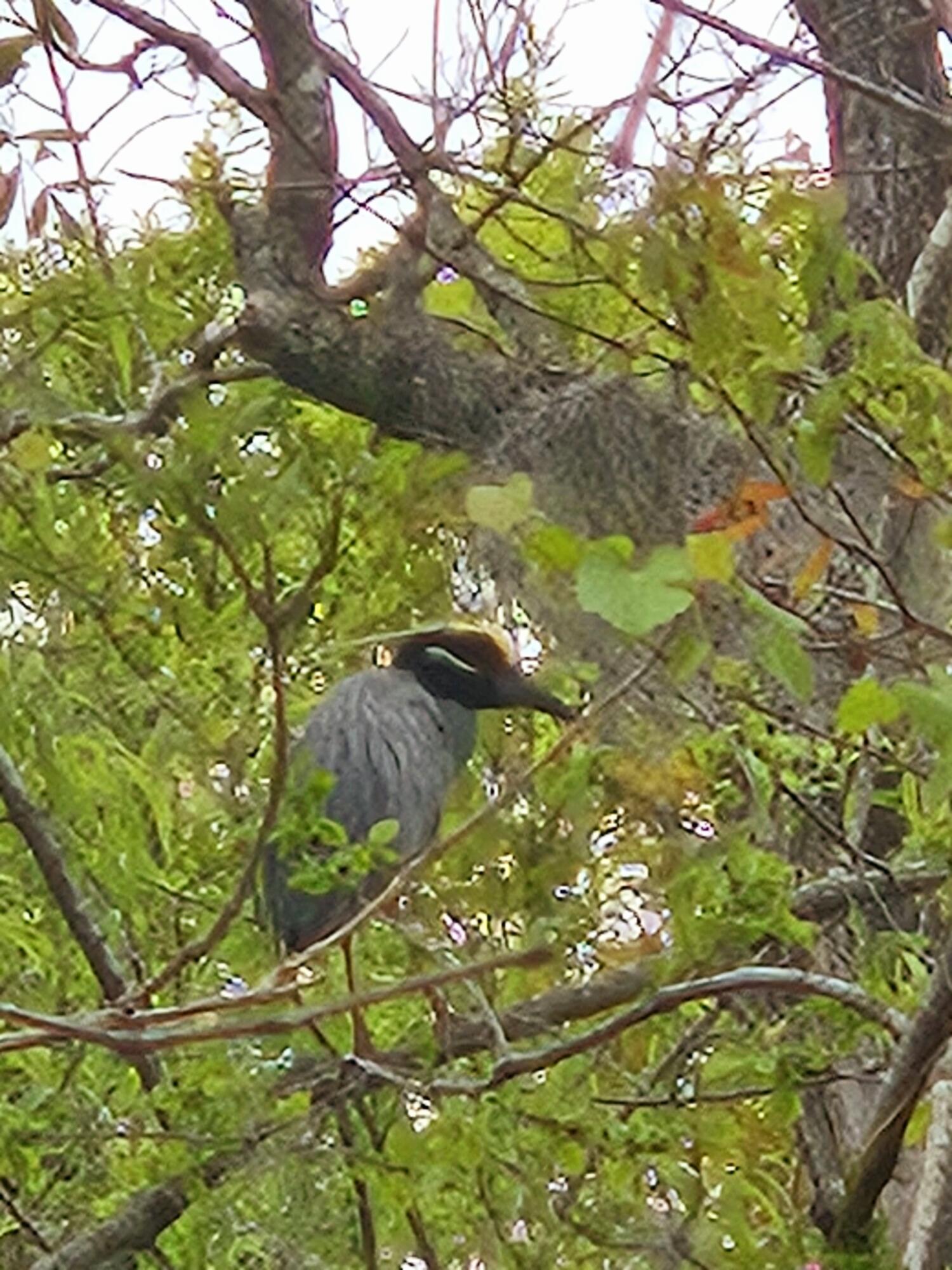 269 Belladonna Court