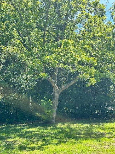 1427 Fort Lamar Road