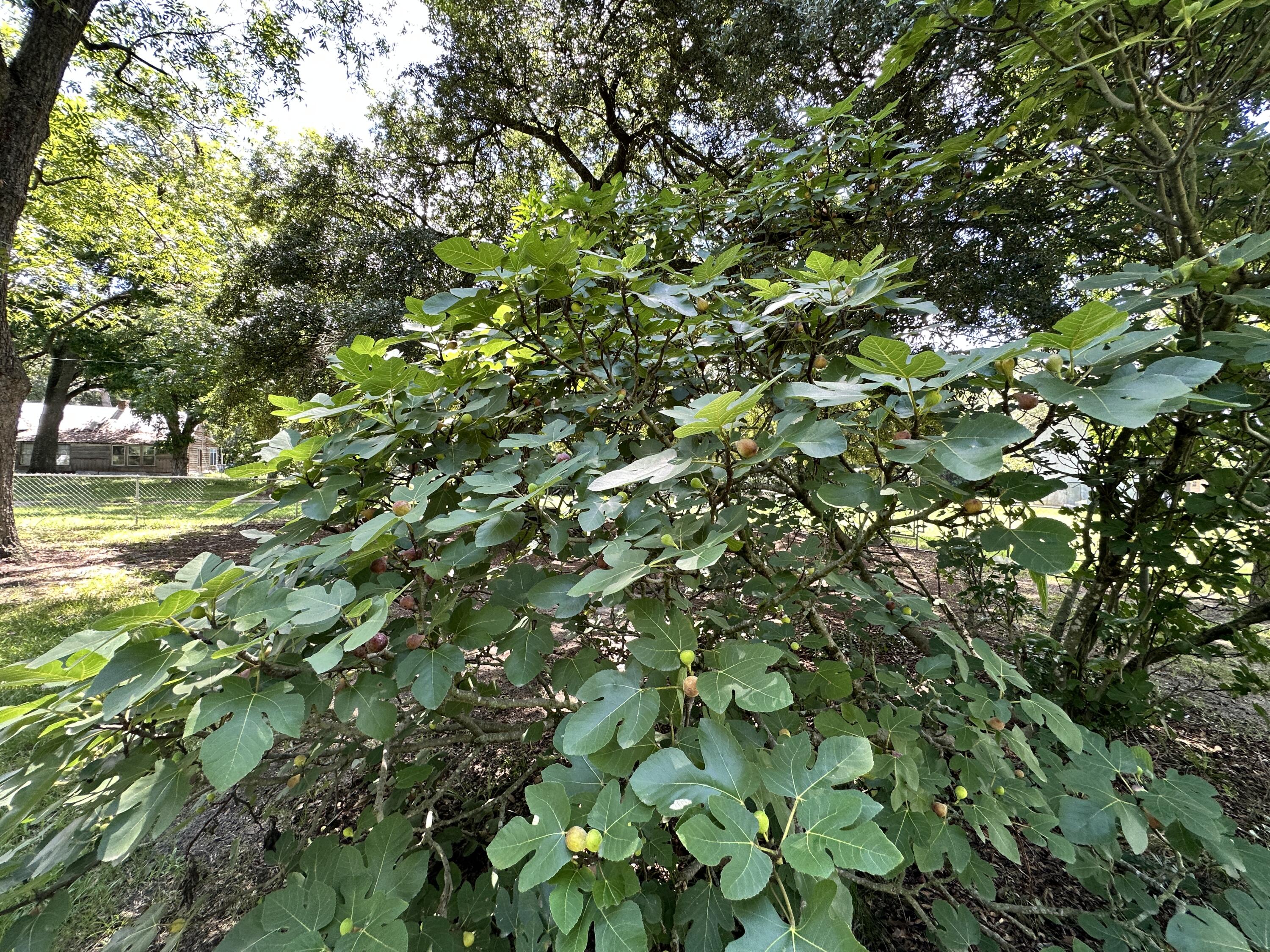 7954 Kingstree Highway