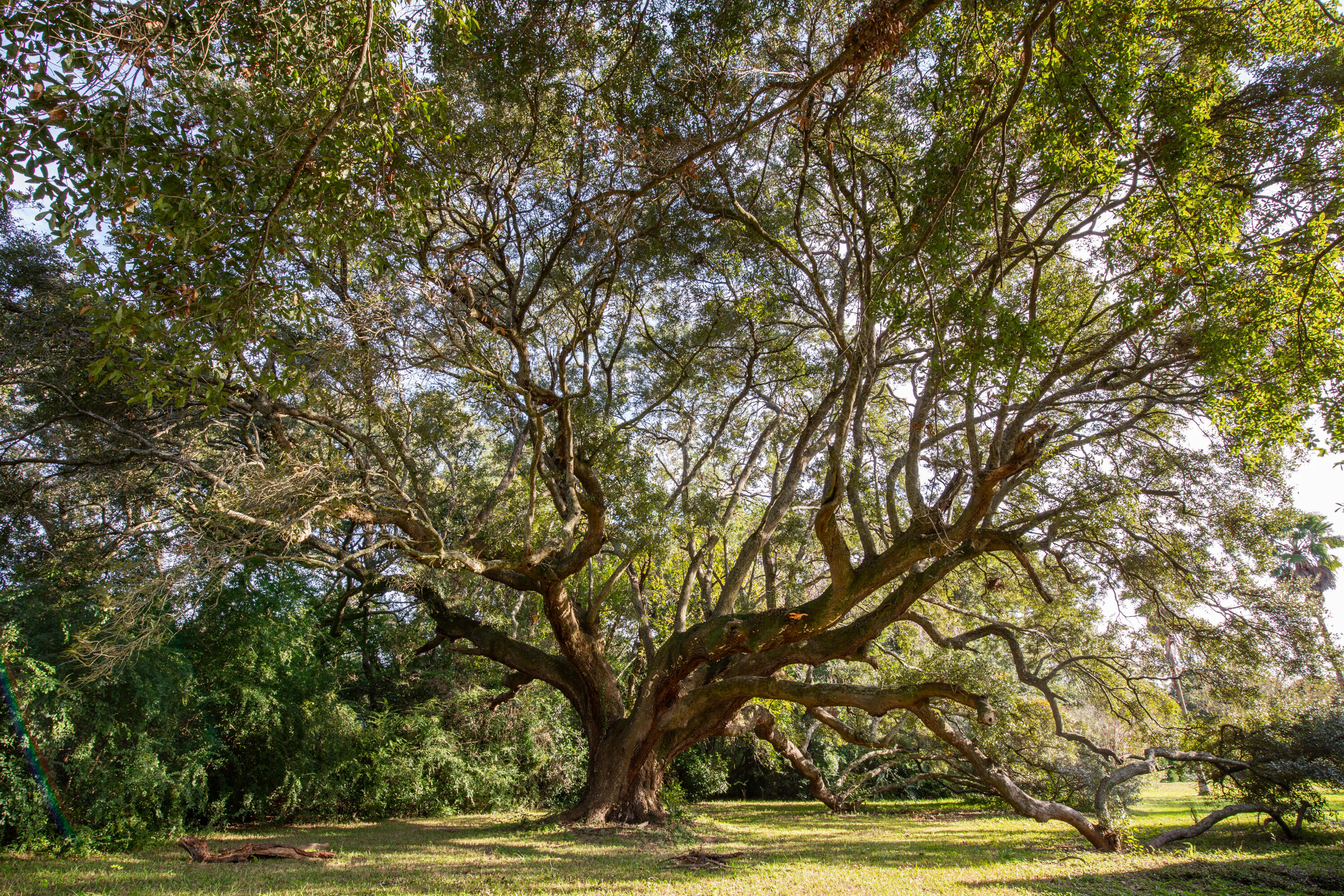 1205 Lighthouse Boulevard