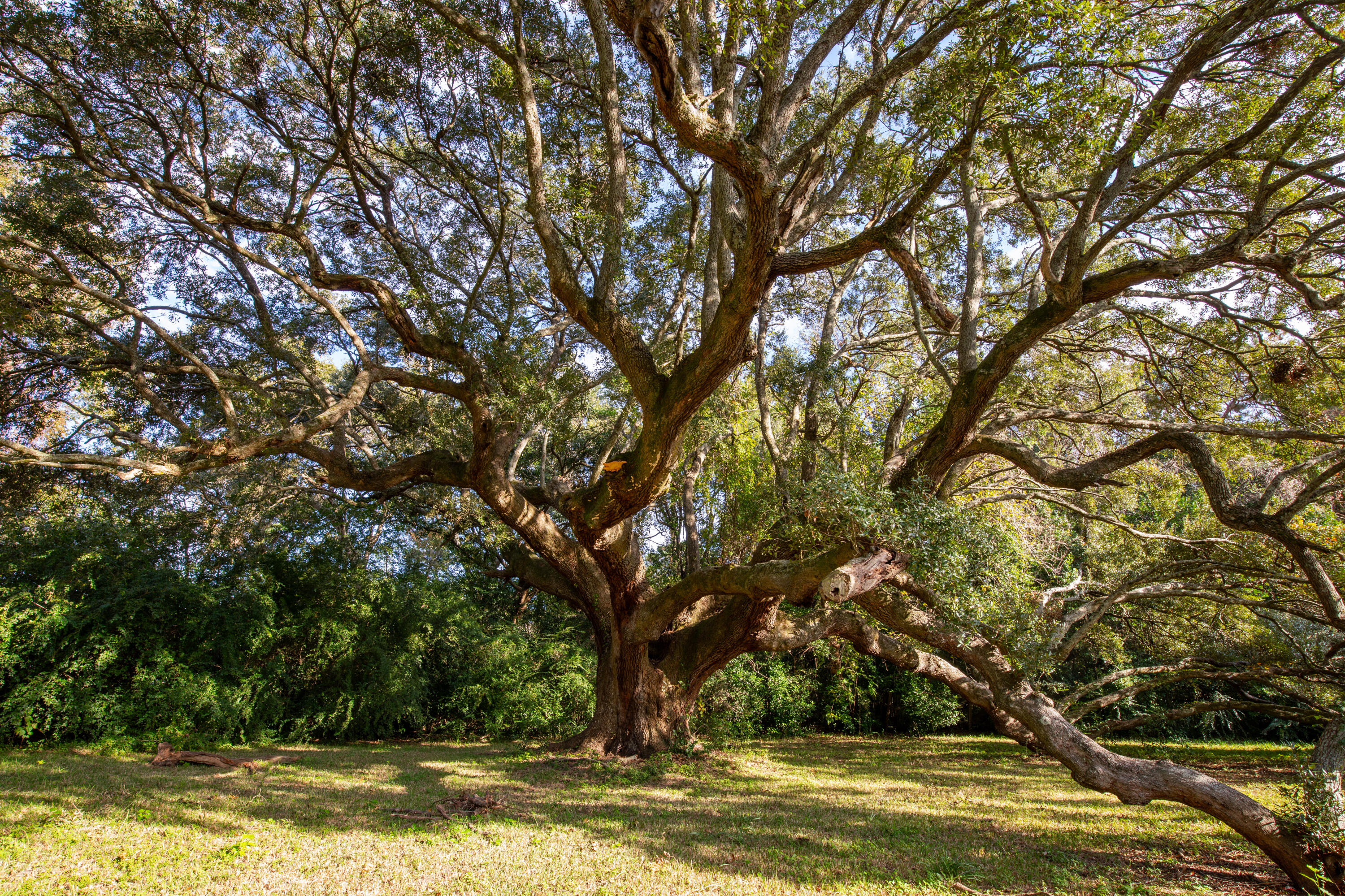 1205 Lighthouse Boulevard