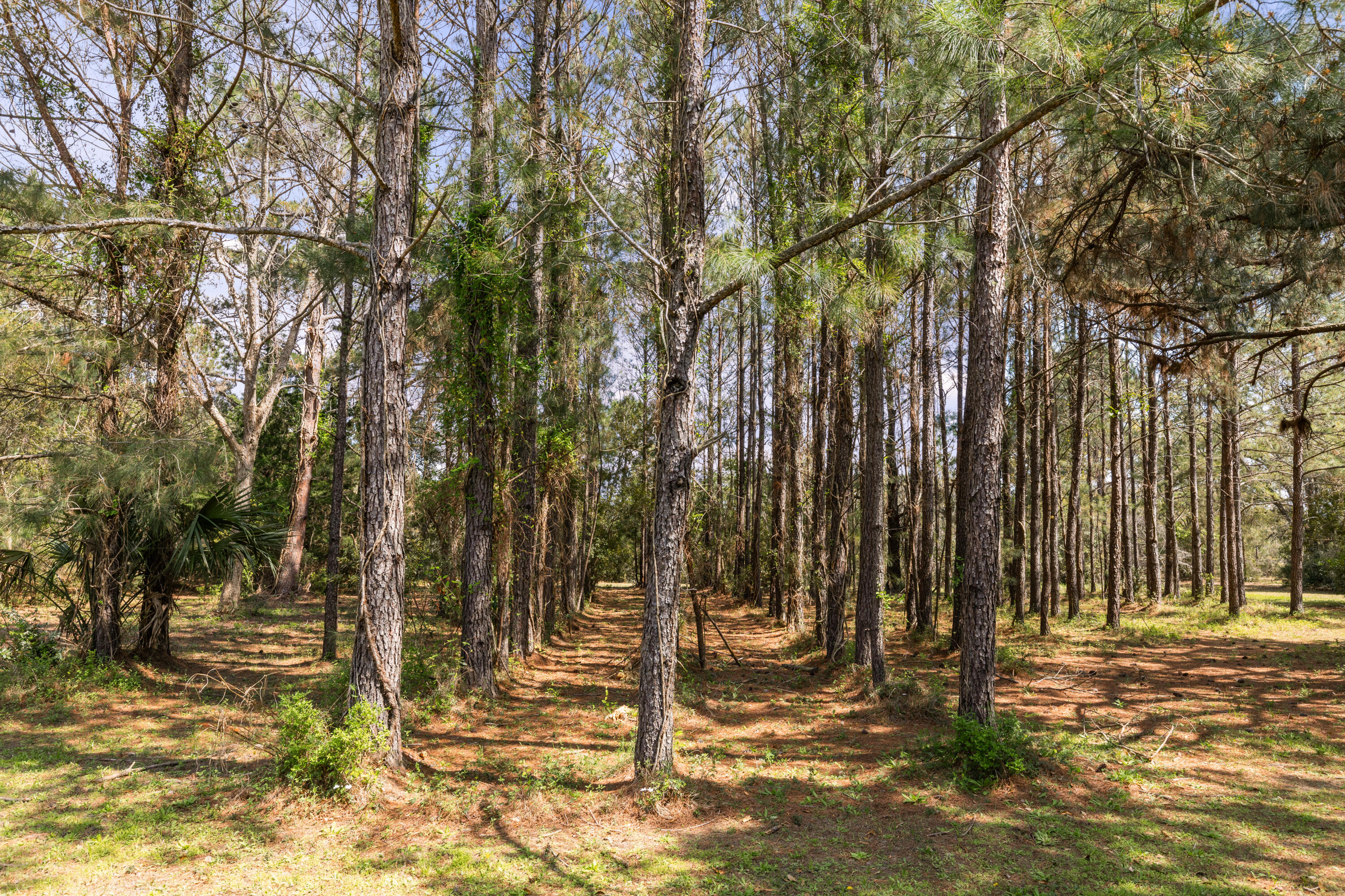 2480 Royal Oak Drive