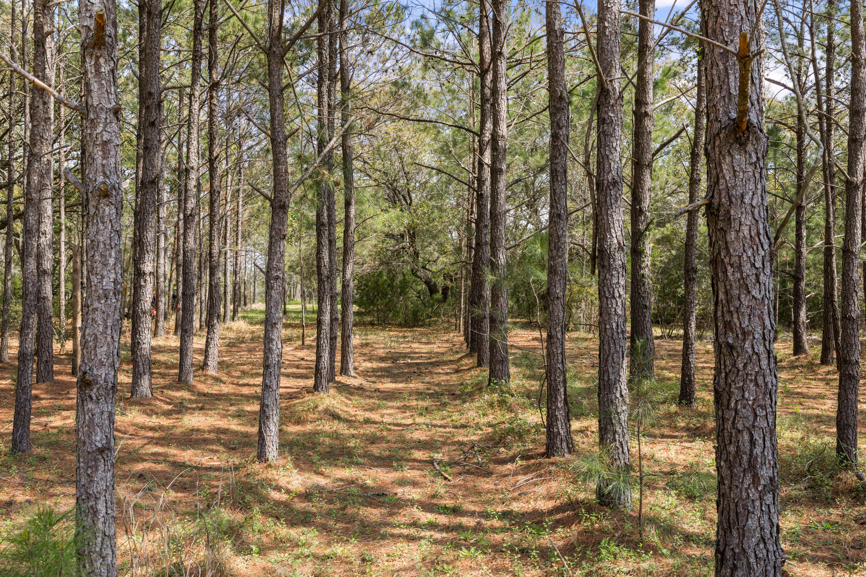 2480 Royal Oak Drive