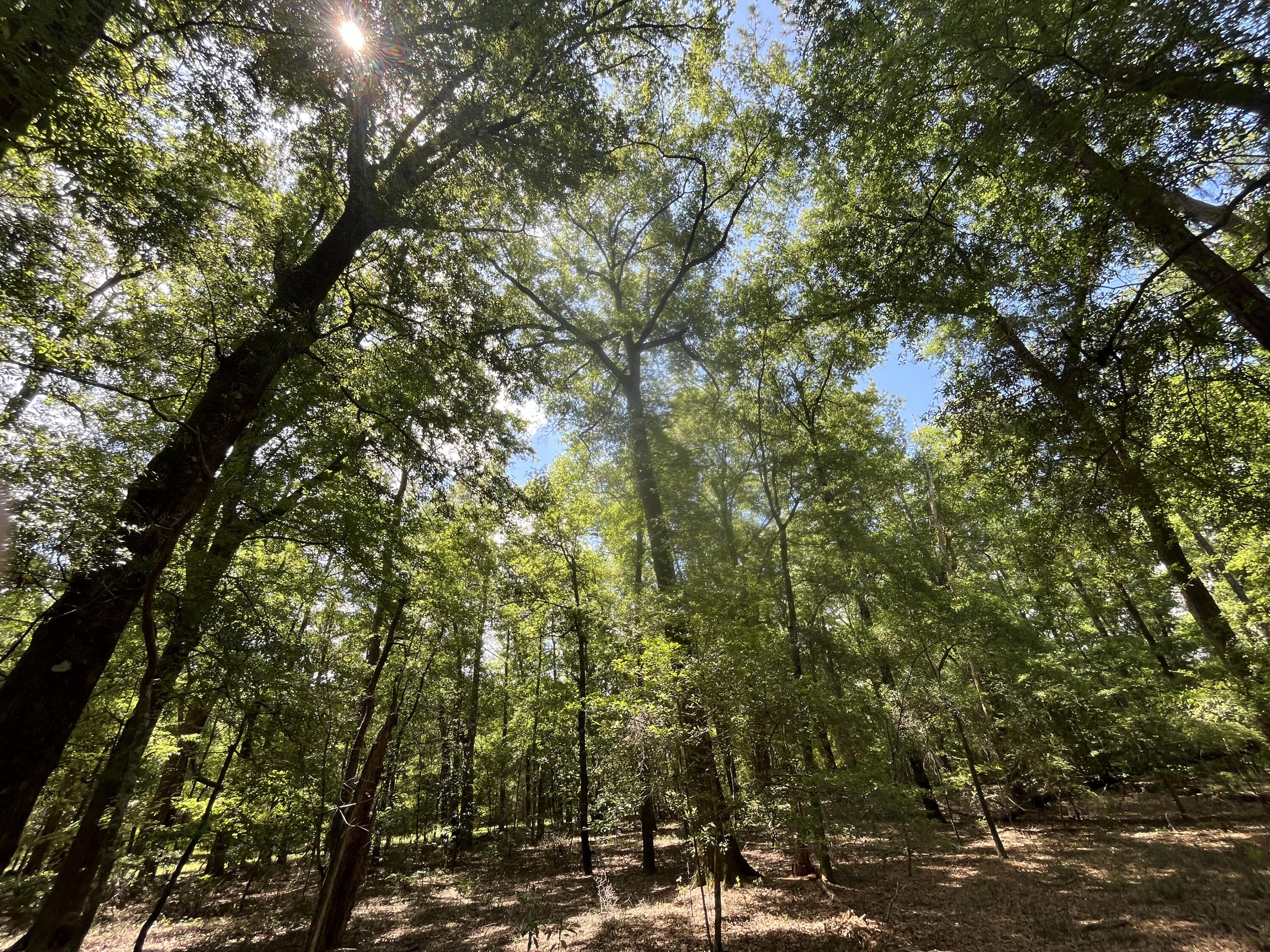 O Cobb Ct Interior Parcel
