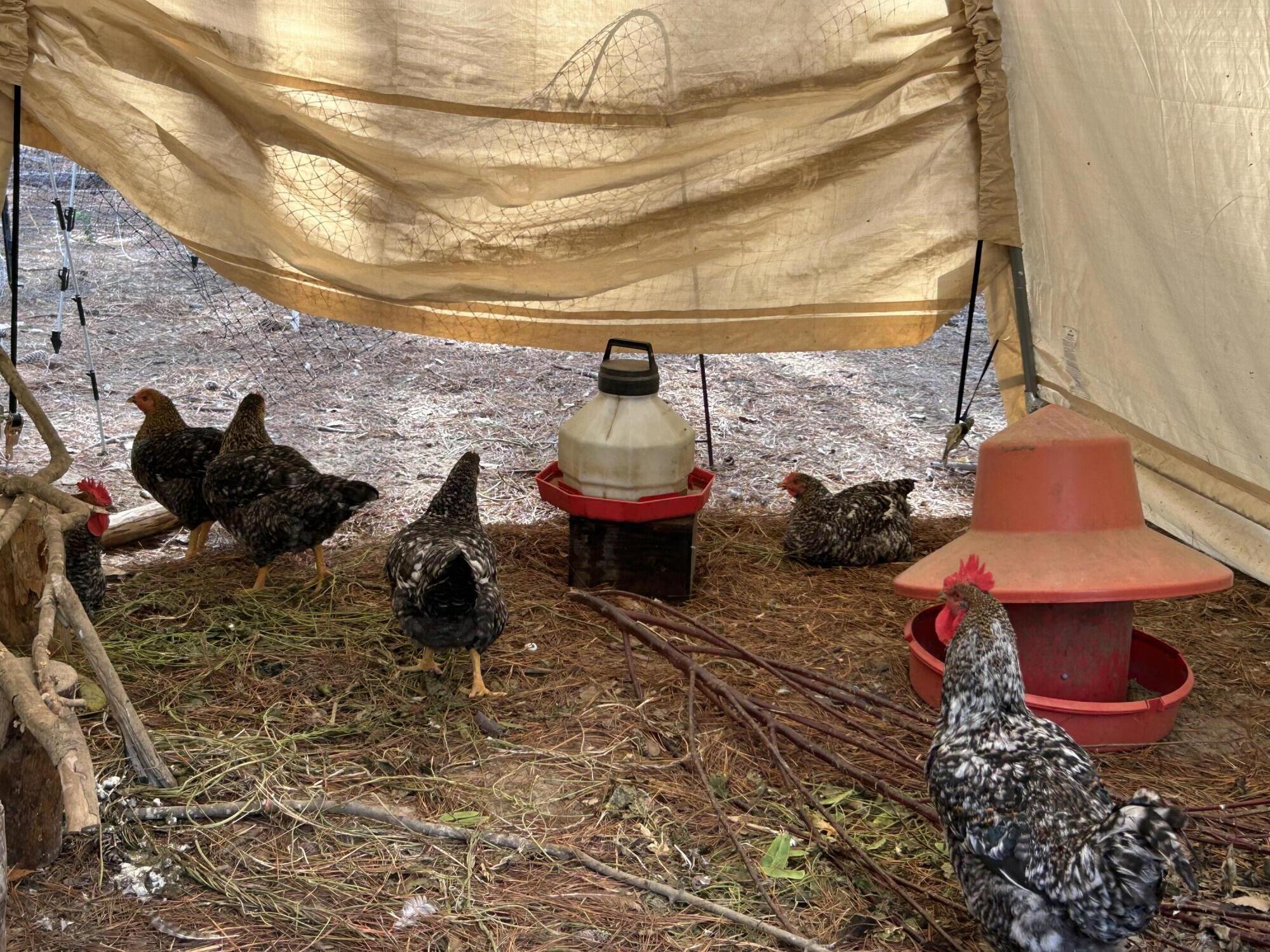 1407 Geneva Shaw Lane