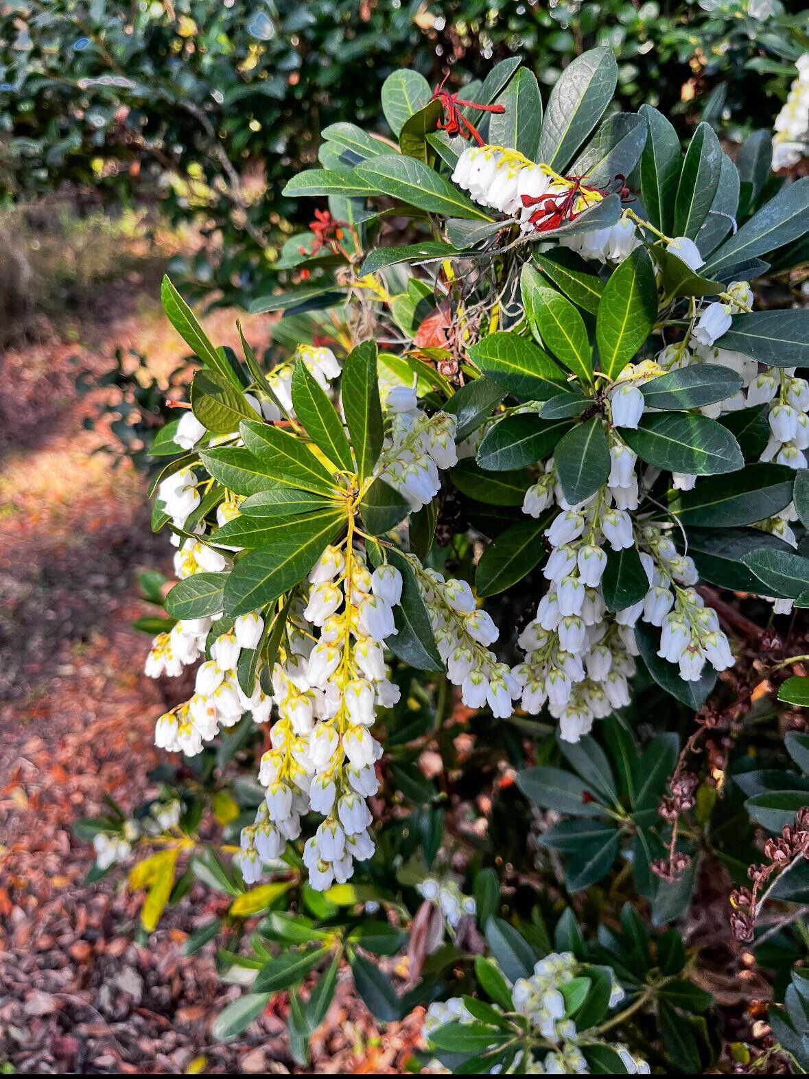 1509 W Palmetto Fort Drive