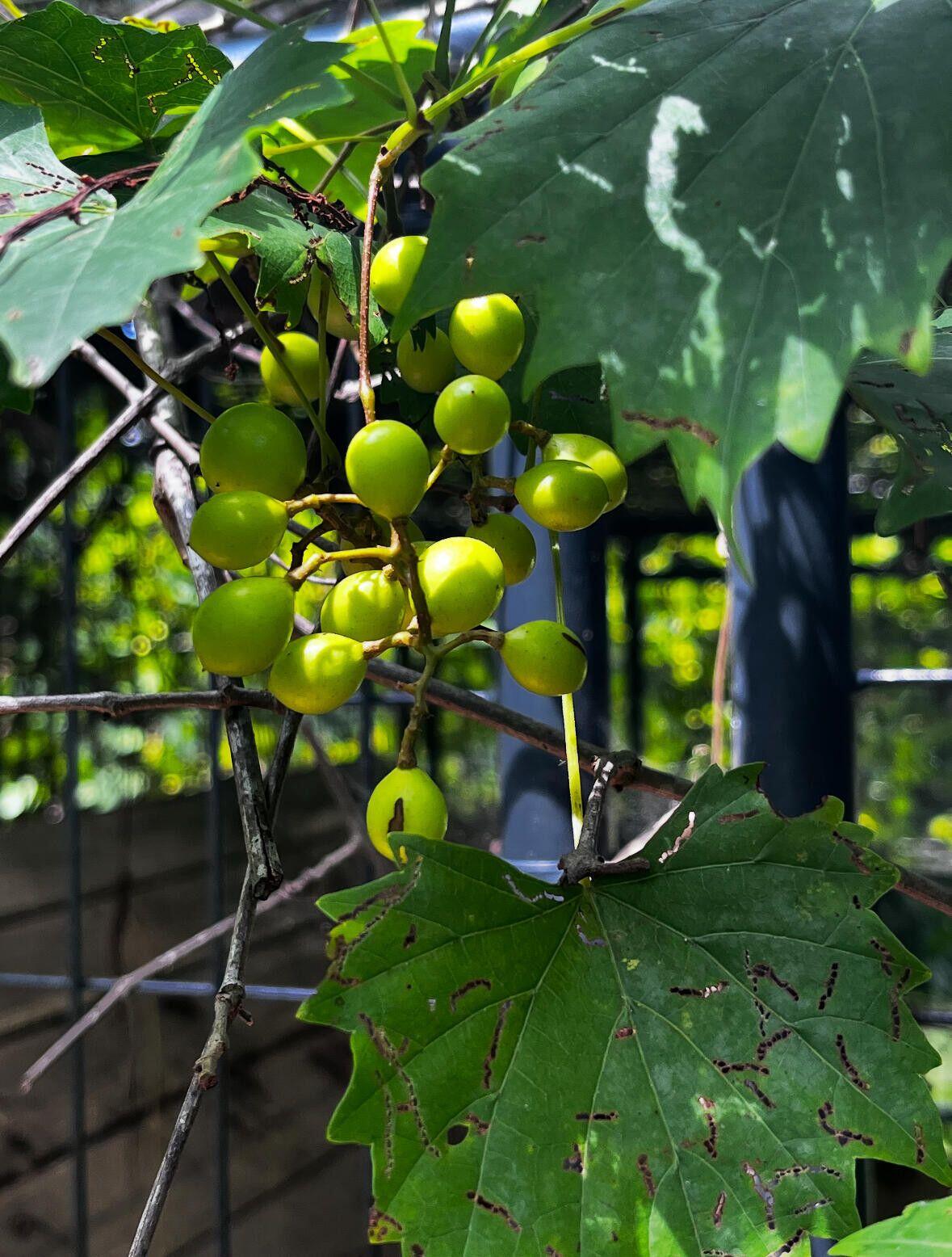 1509 W Palmetto Fort Drive