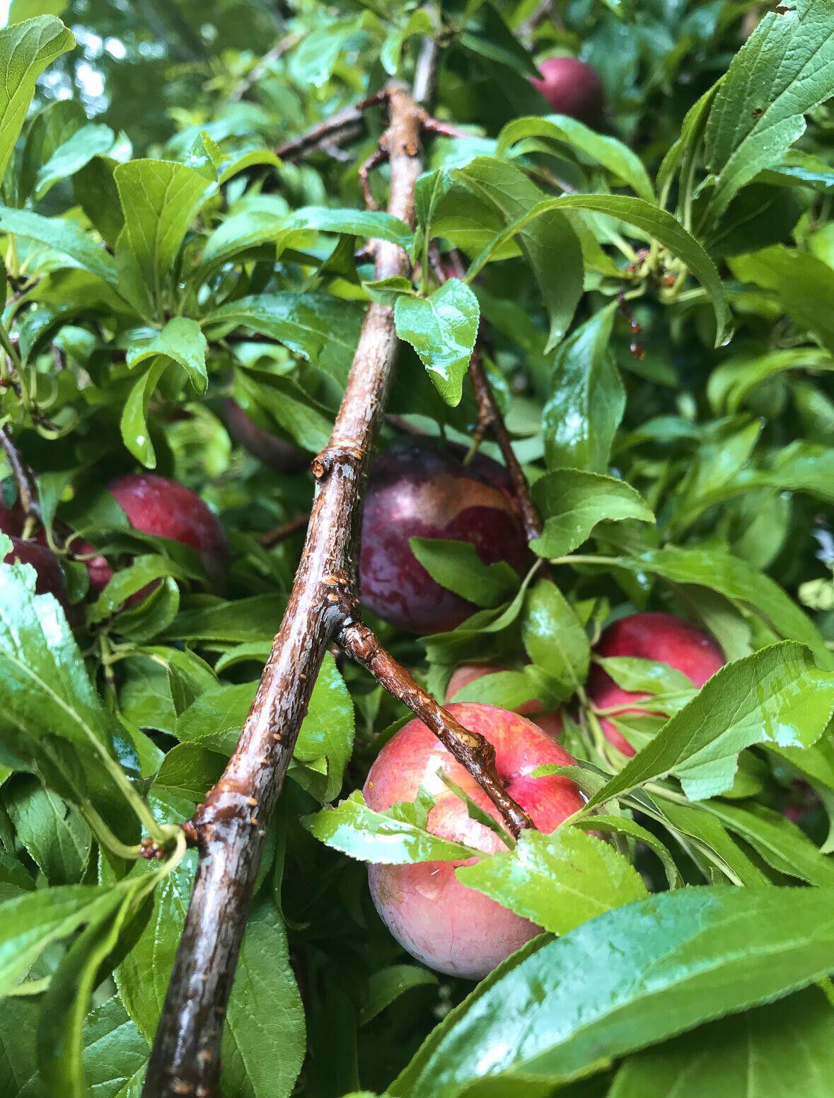 1509 W Palmetto Fort Drive