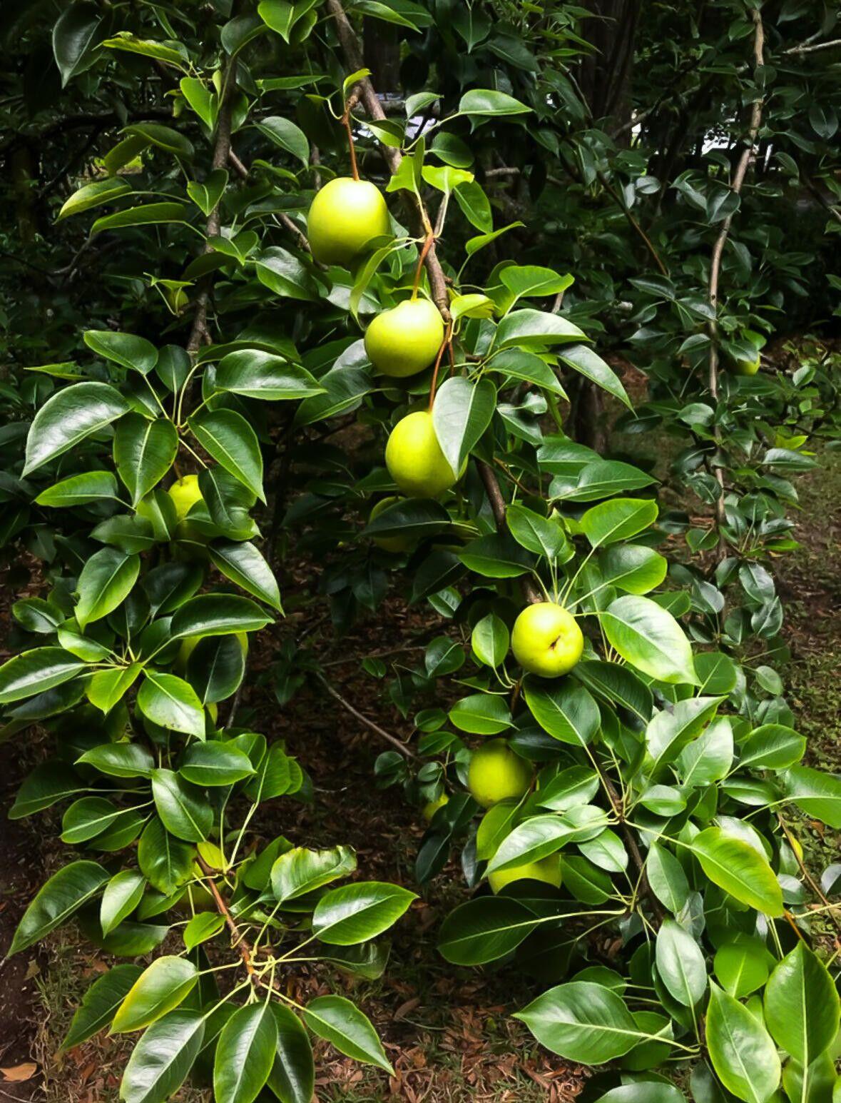 1509 W Palmetto Fort Drive