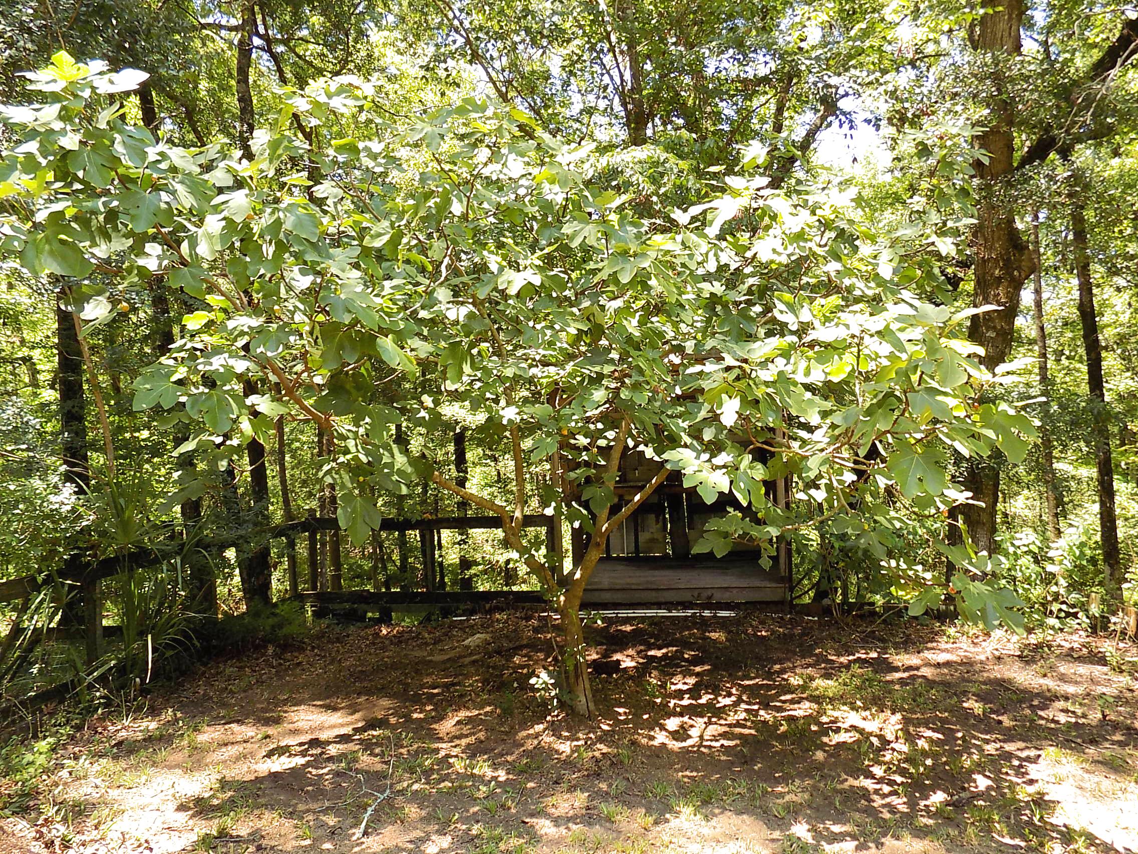 6370 Shilelagh Oaks Parkway