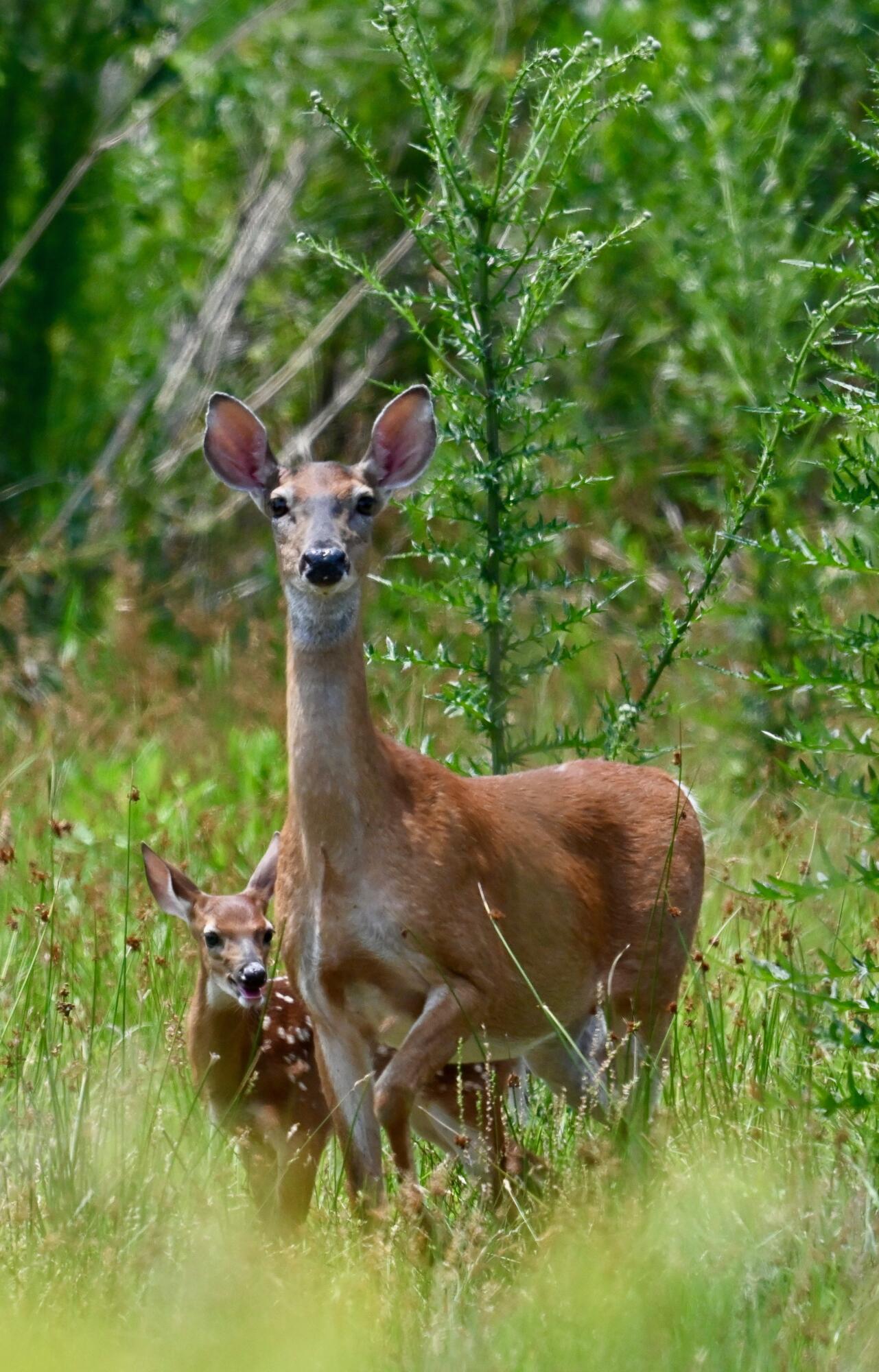 1692 Wharf Ferry Road