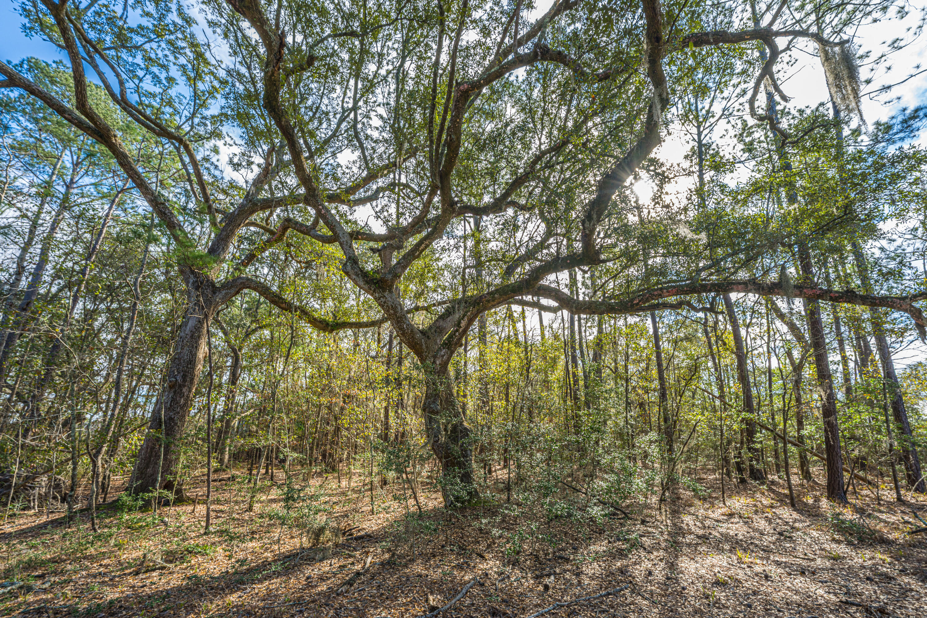 4107 Davison Road