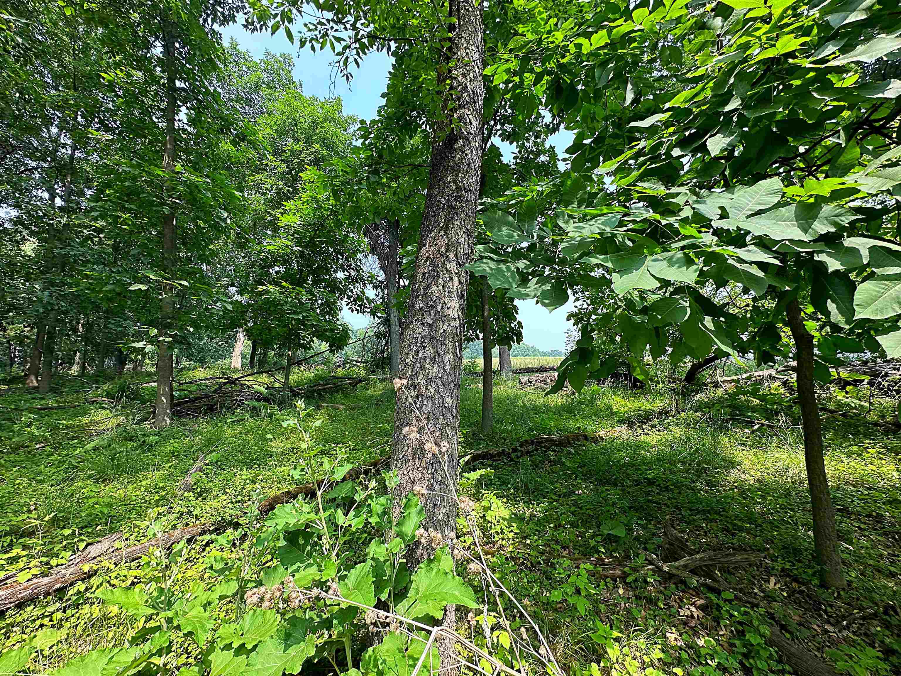 Lot 9 Blue Cedar Drive