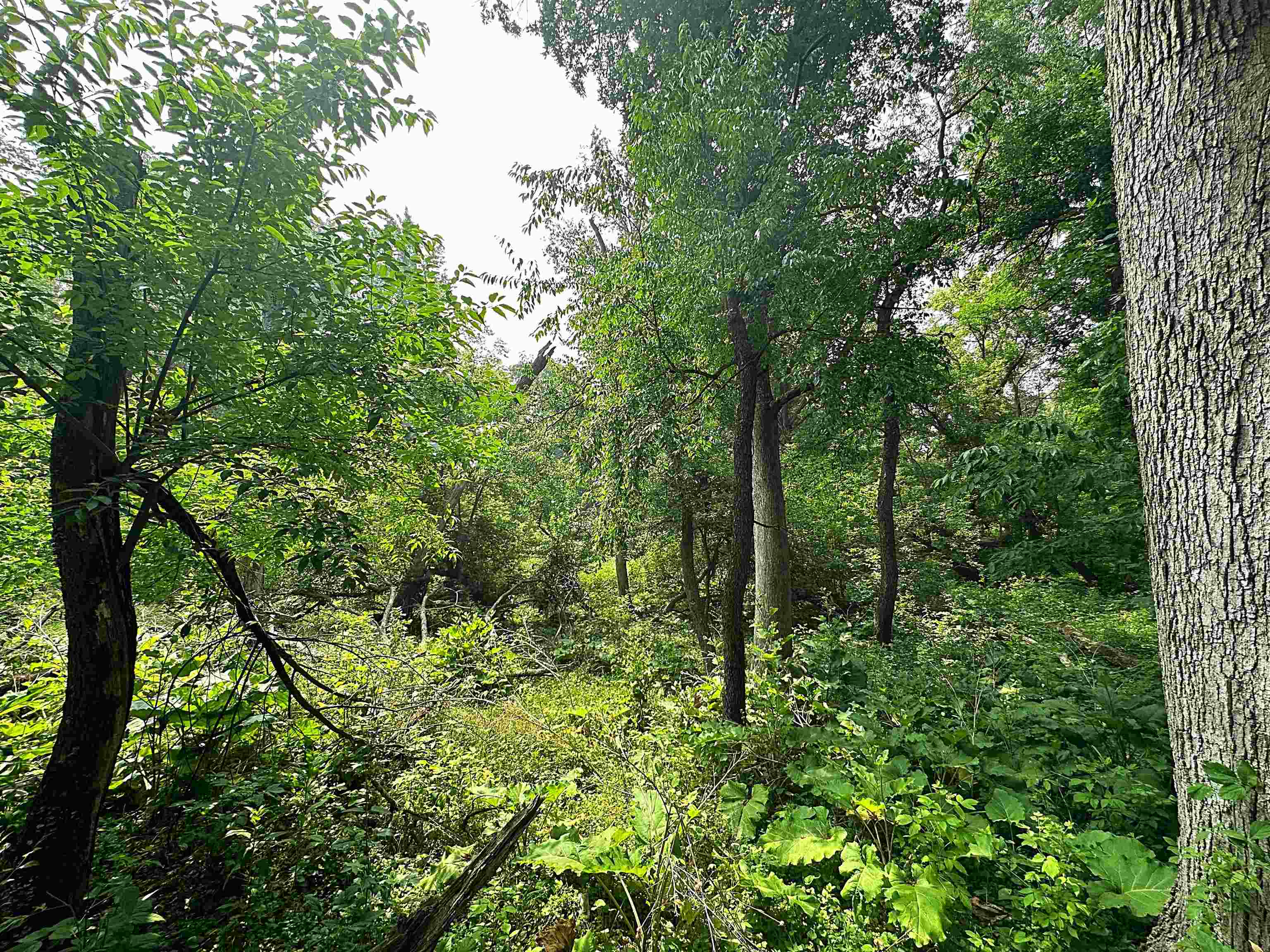 Lot 9 Blue Cedar Drive