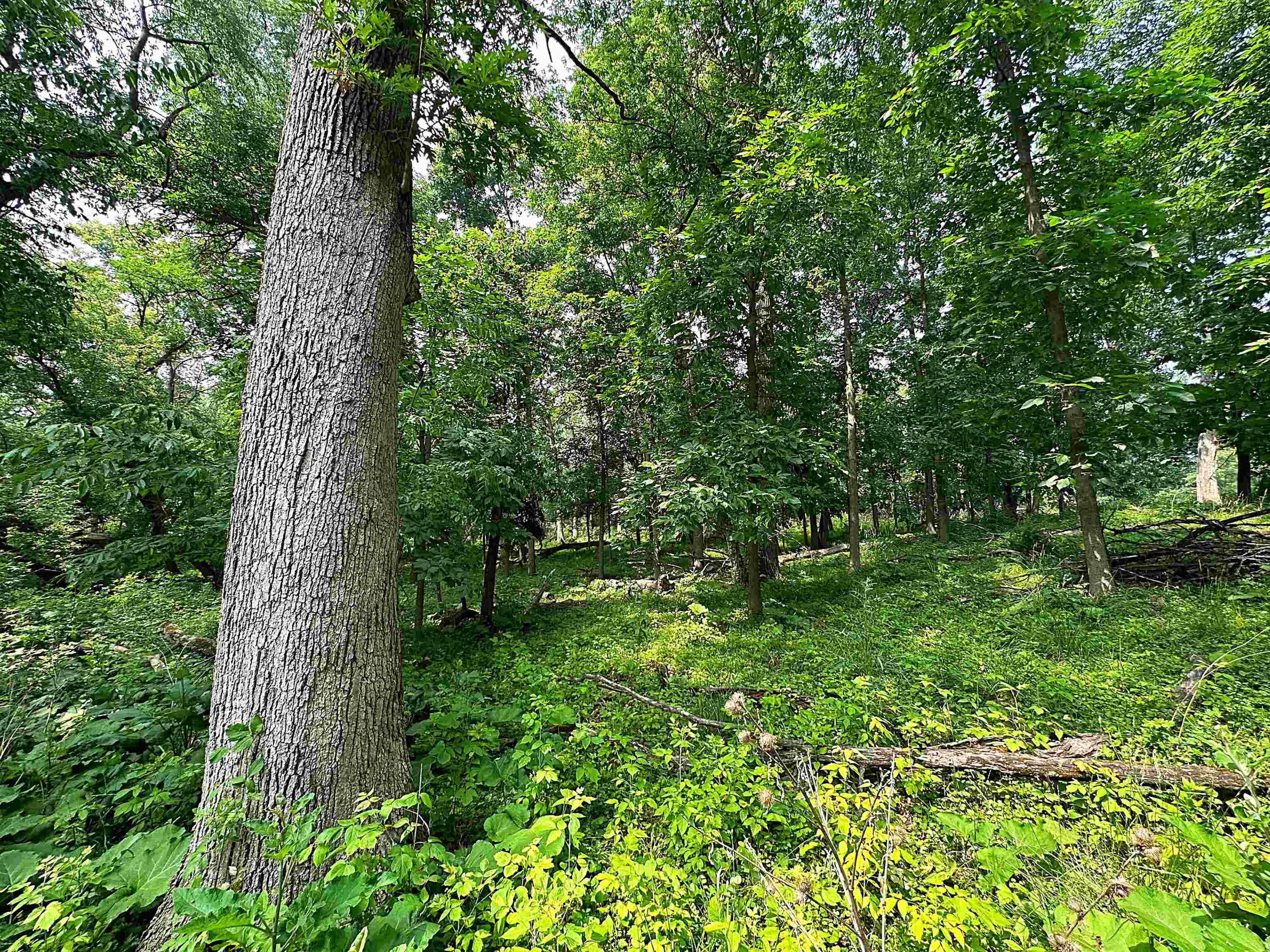 Lot 9 Blue Cedar Drive