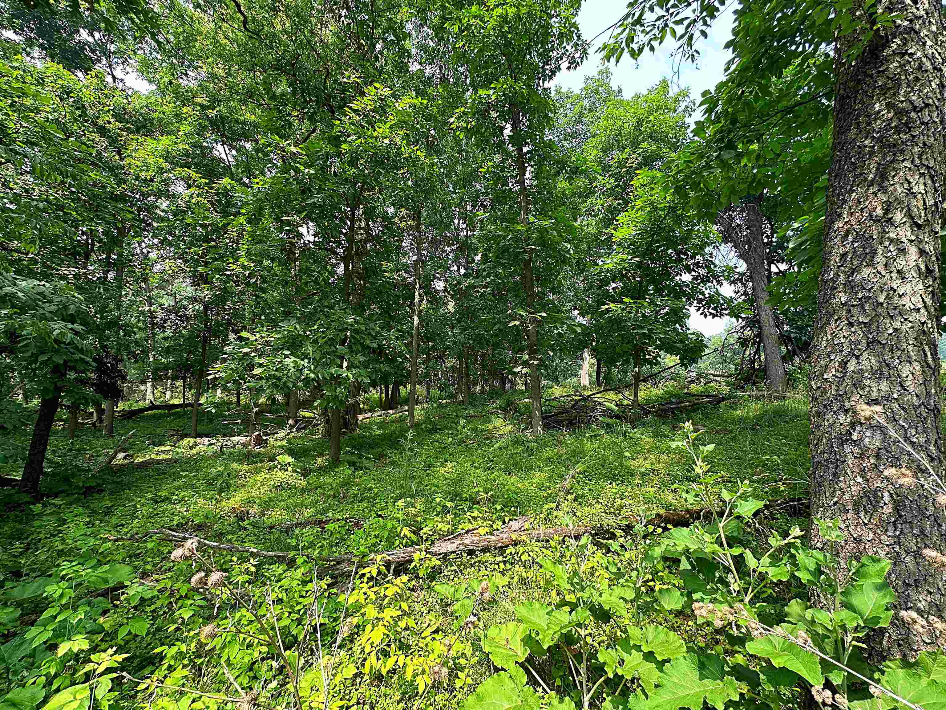 Lot 9 Blue Cedar Drive