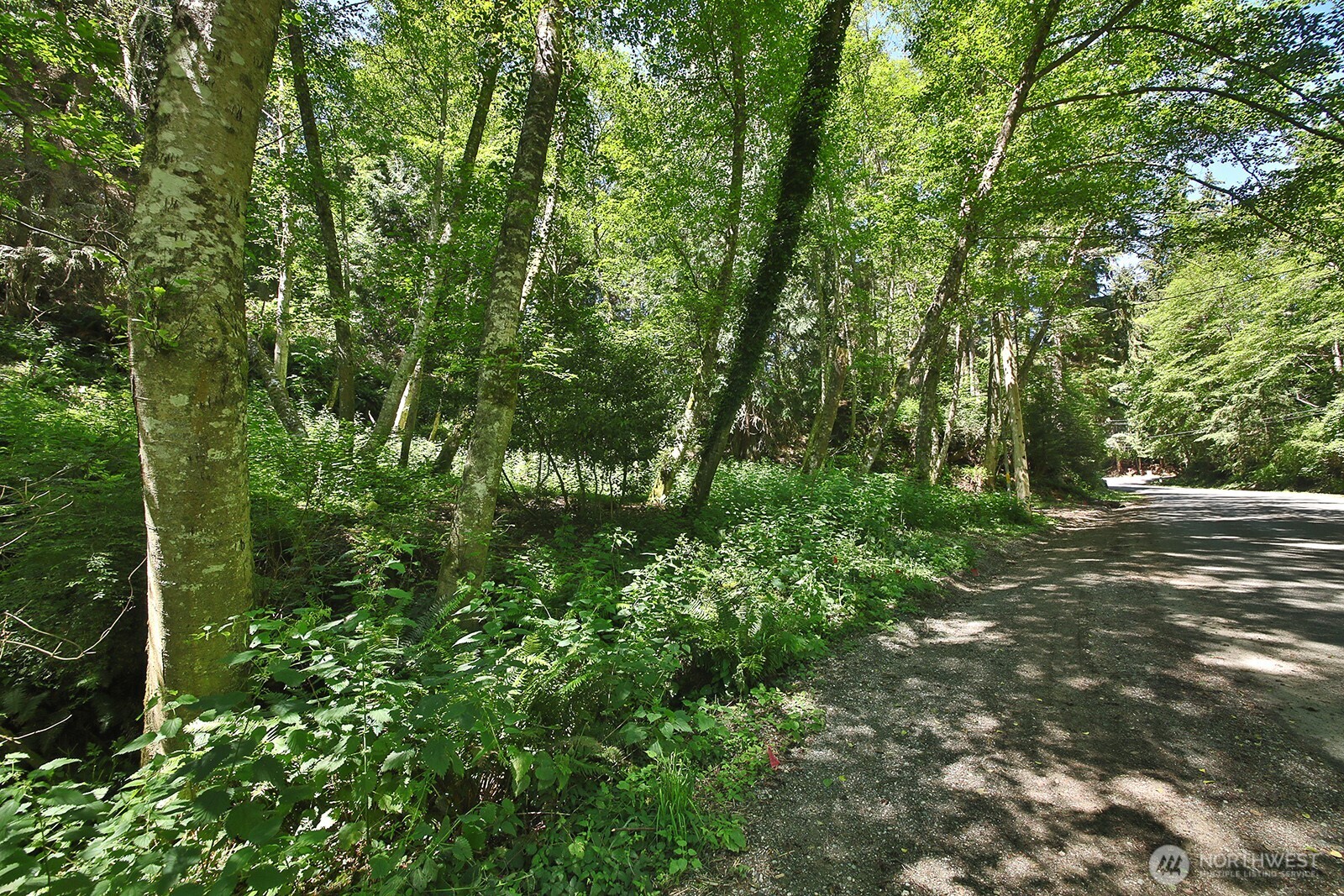 Gravel road through dense woodland with mature trees and ferns.