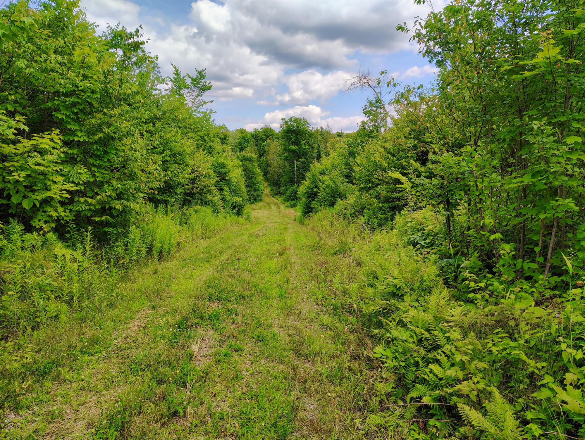 17166 RODDIS LINE RD