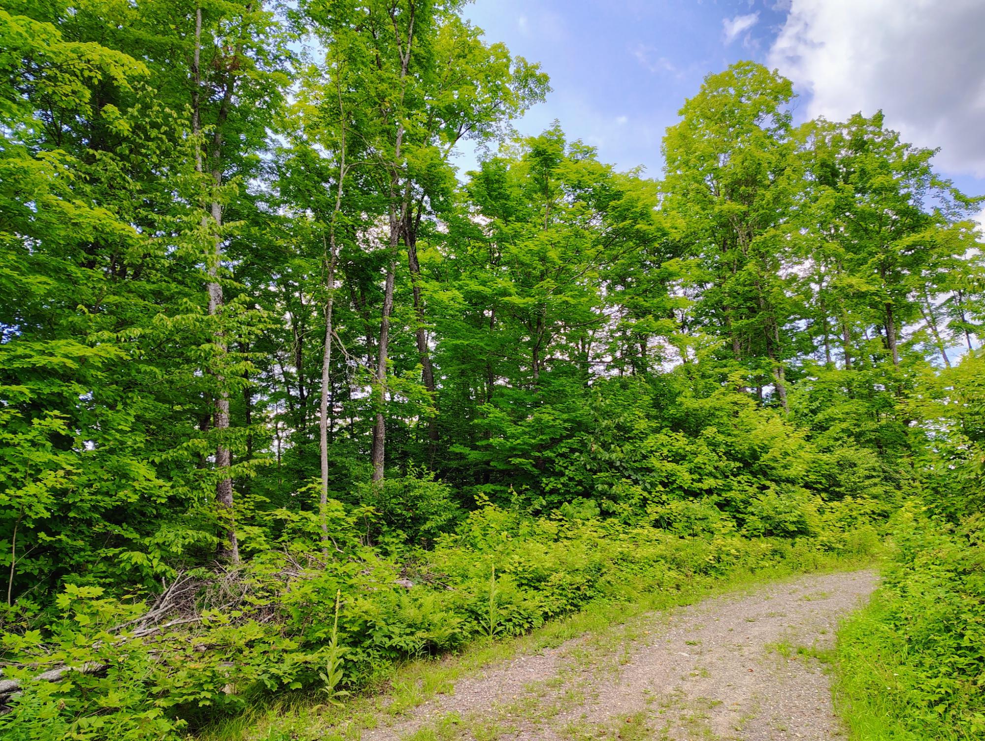 17166 RODDIS LINE RD