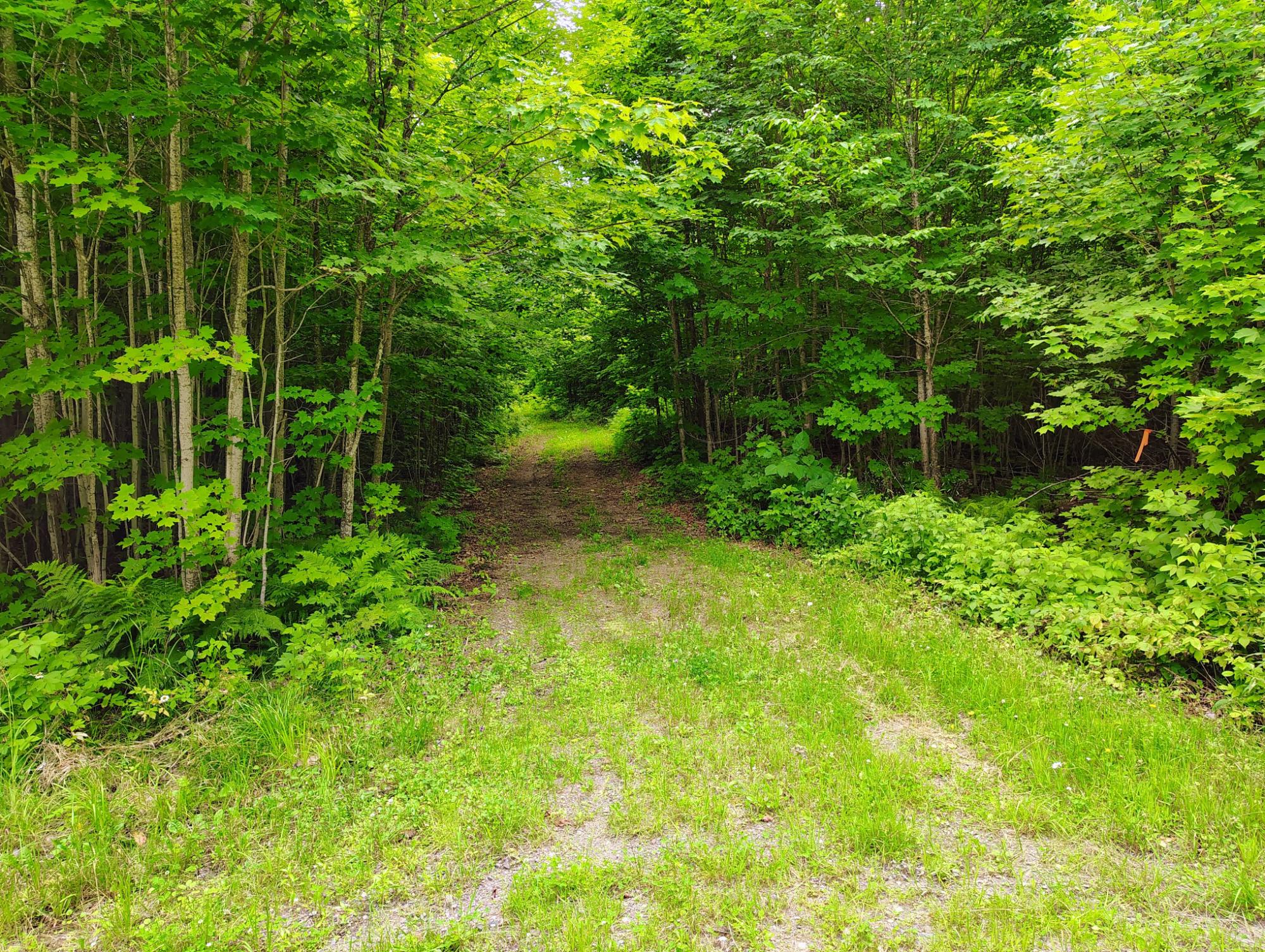 17166 RODDIS LINE RD