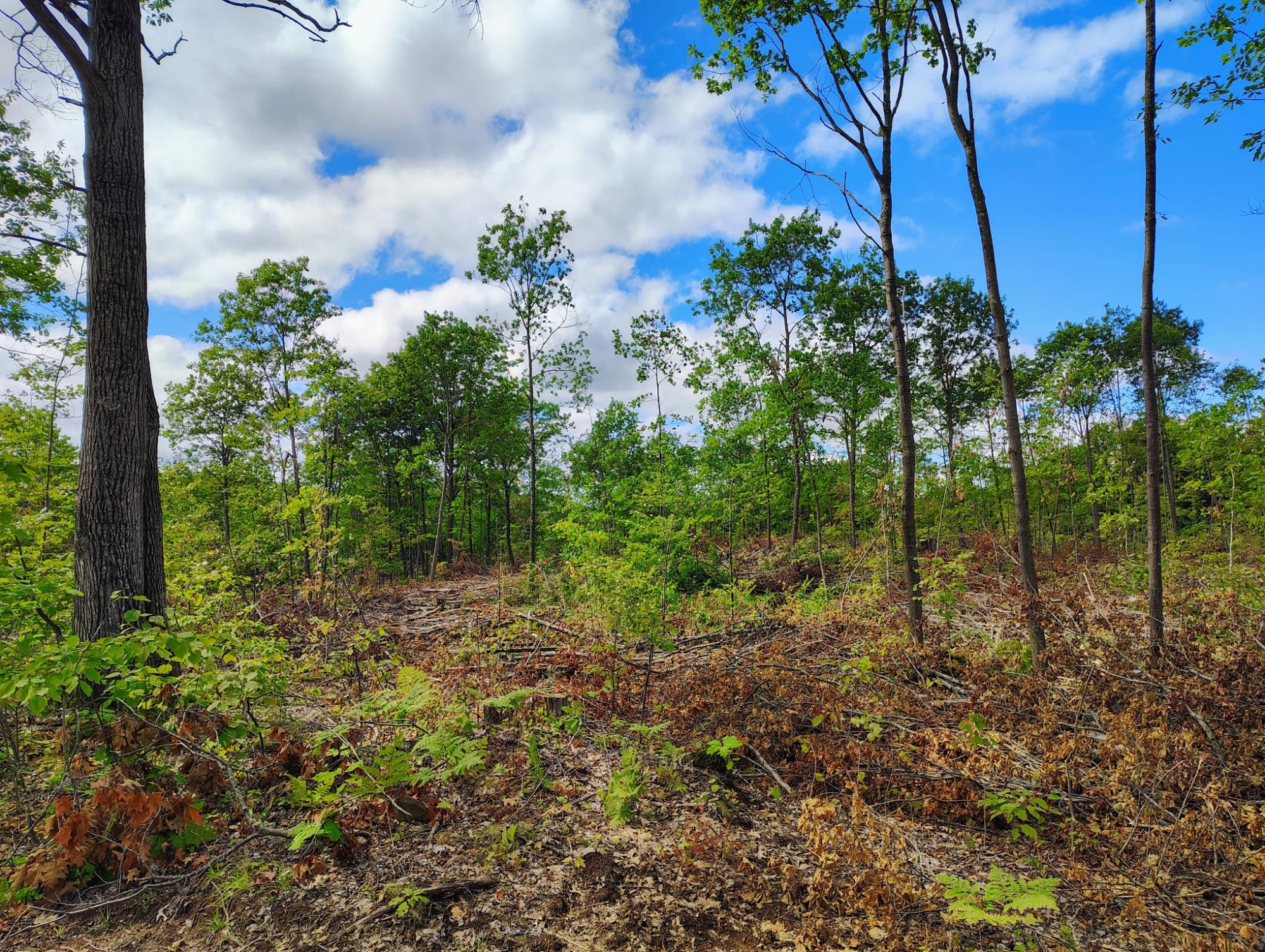 ON KORNSTEAD RD 80± acre