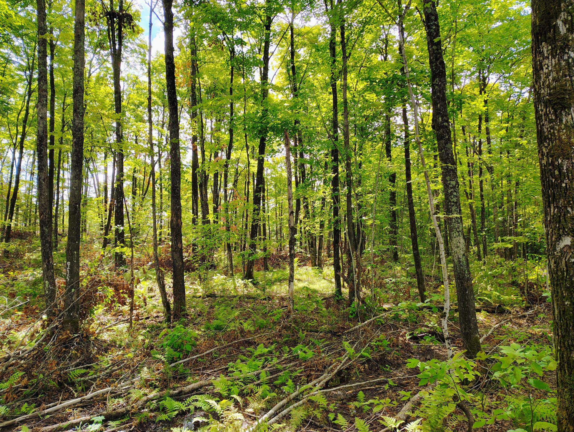 ON KORNSTEAD RD 80± acre