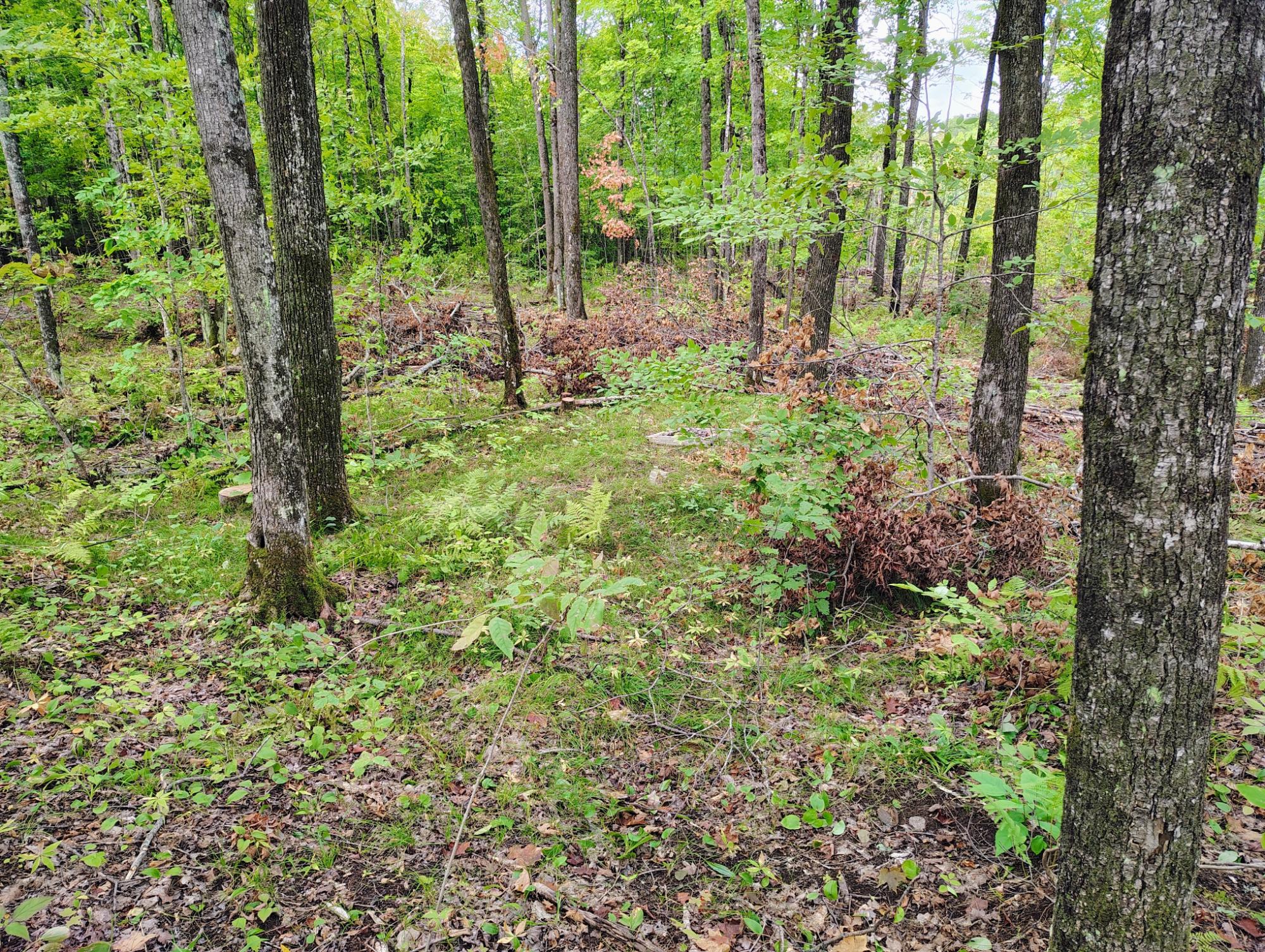ON KORNSTEAD RD 80± acre