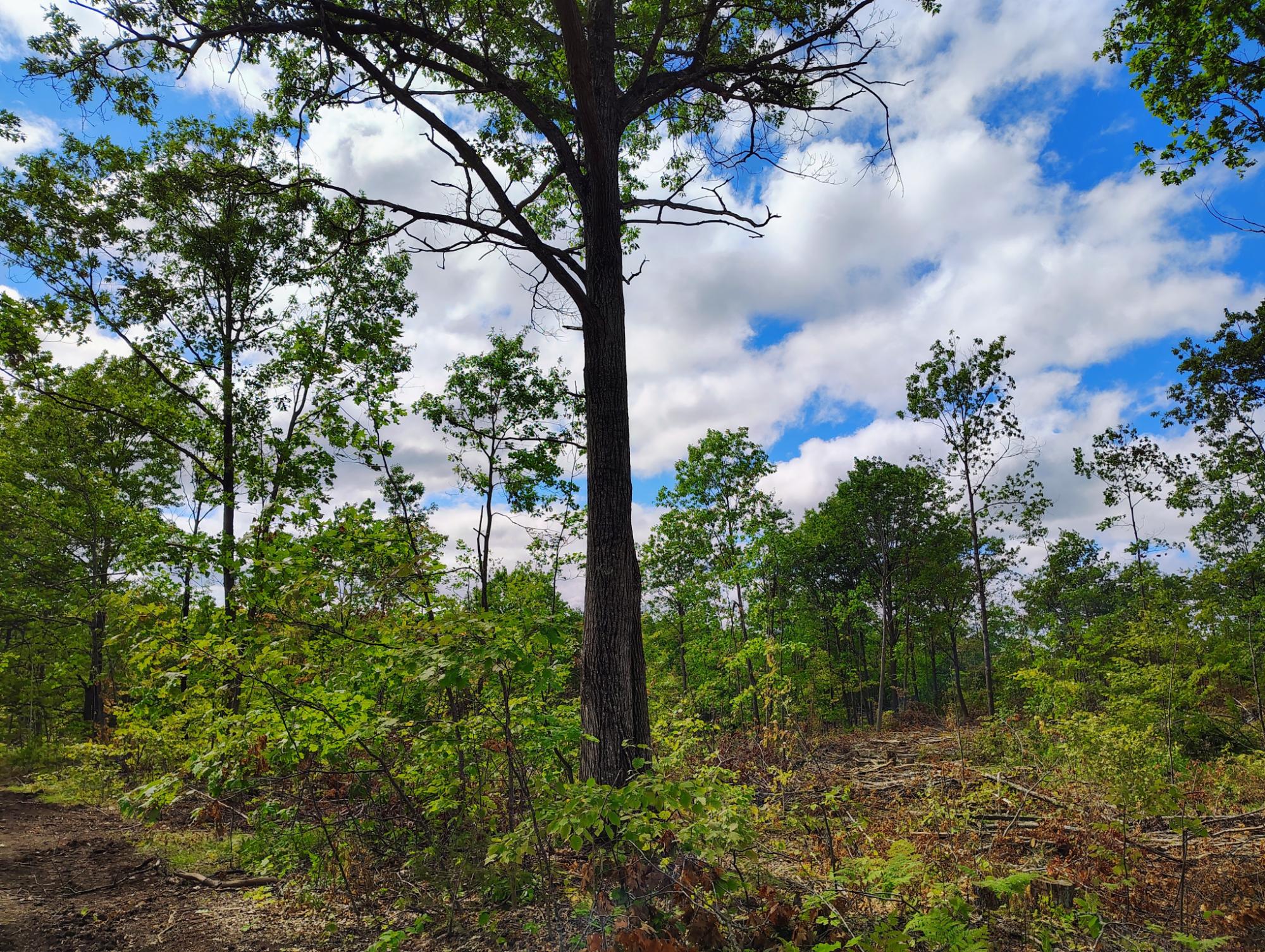 ON KORNSTEAD RD 80± acre