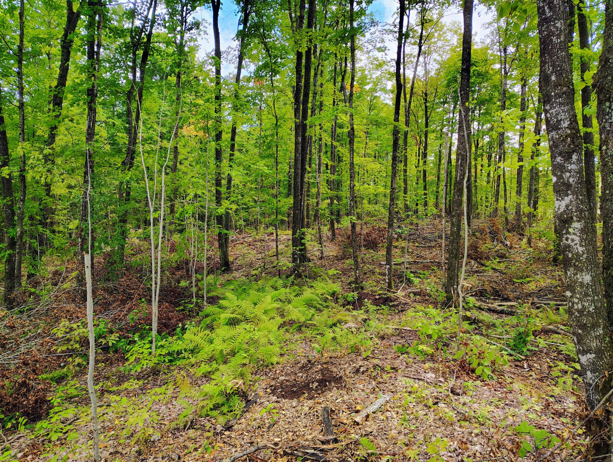 ON KORNSTEAD RD 80± acre