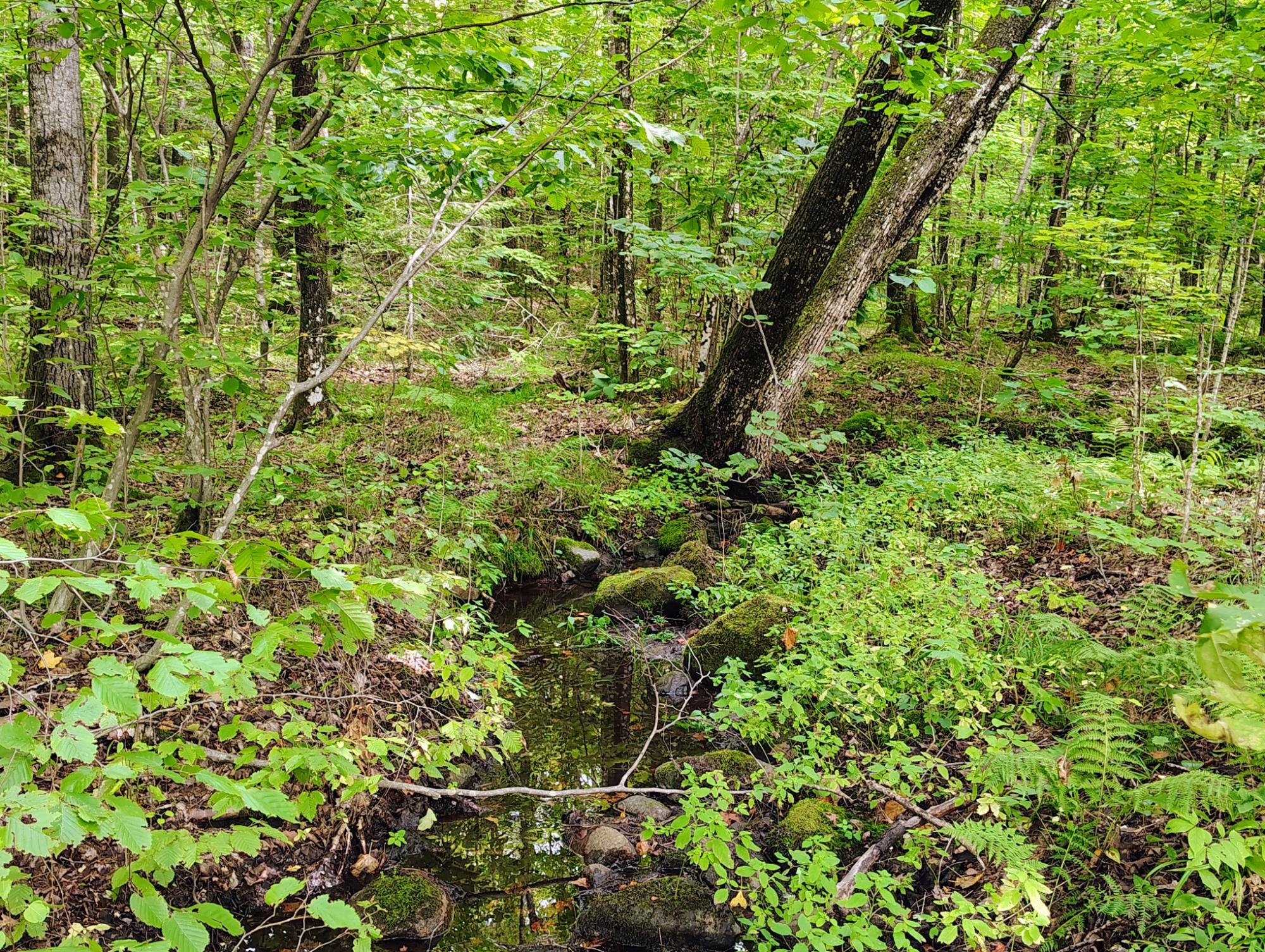 ON KORNSTEAD RD 80± acre