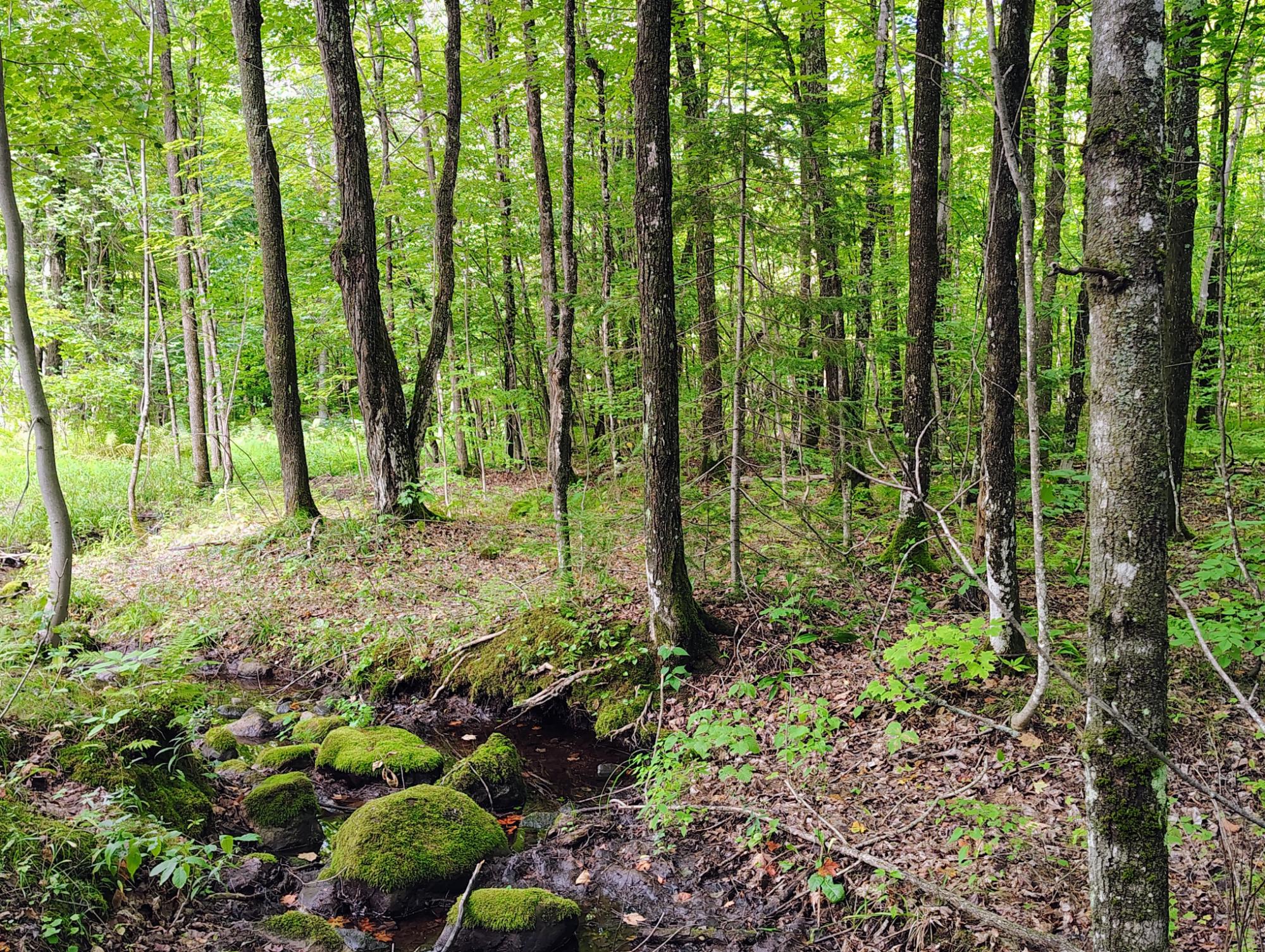 ON KORNSTEAD RD 80± acre