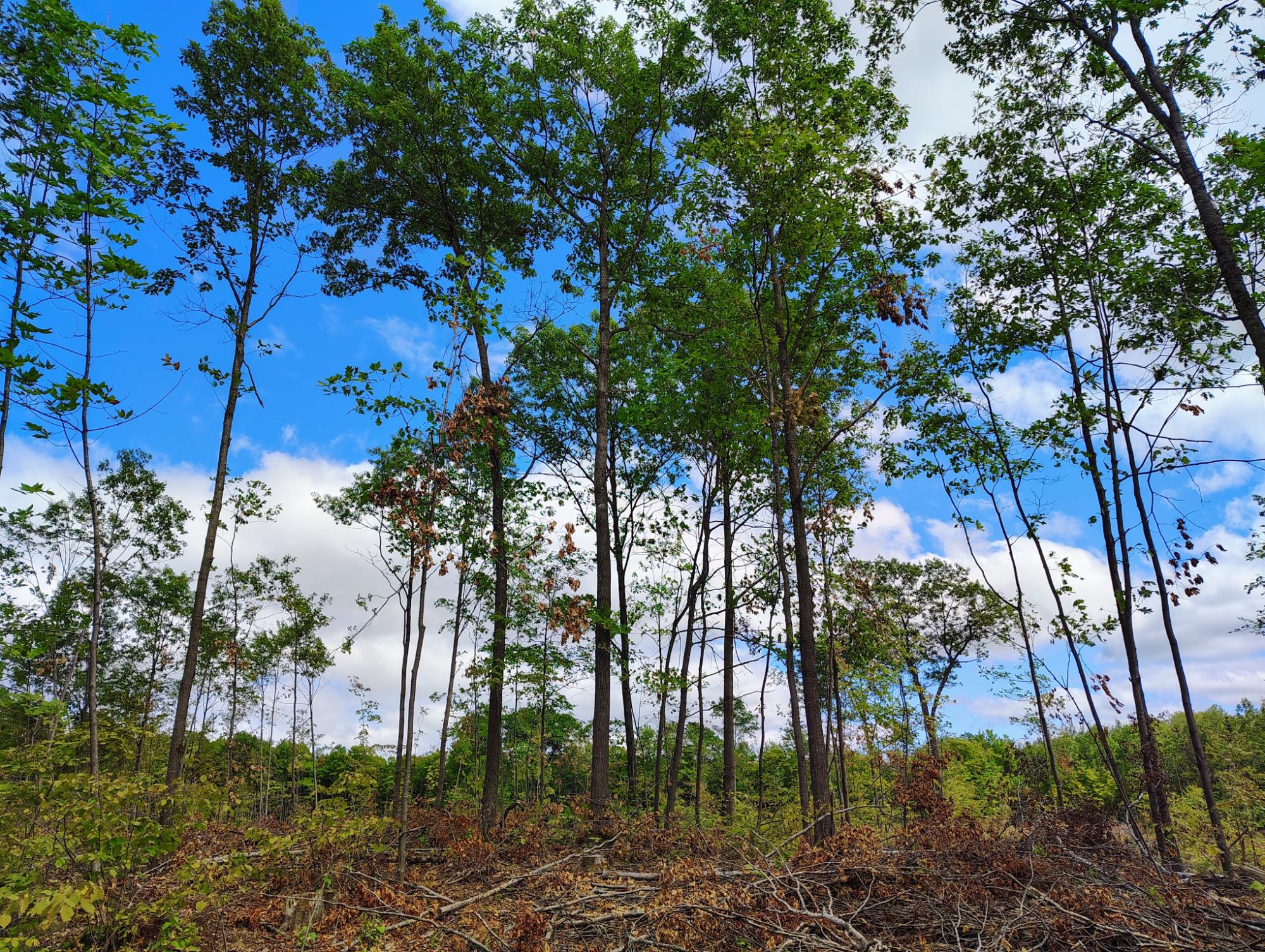 ON KORNSTEAD RD 80± acre