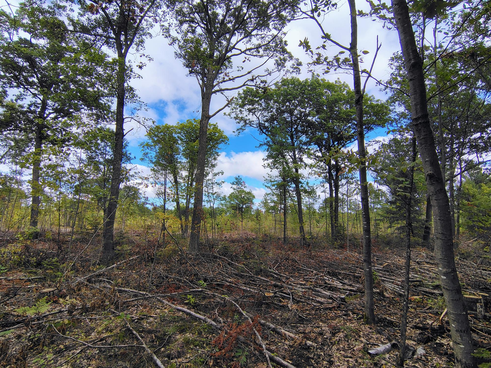 ON KORNSTEAD RD 80± acre