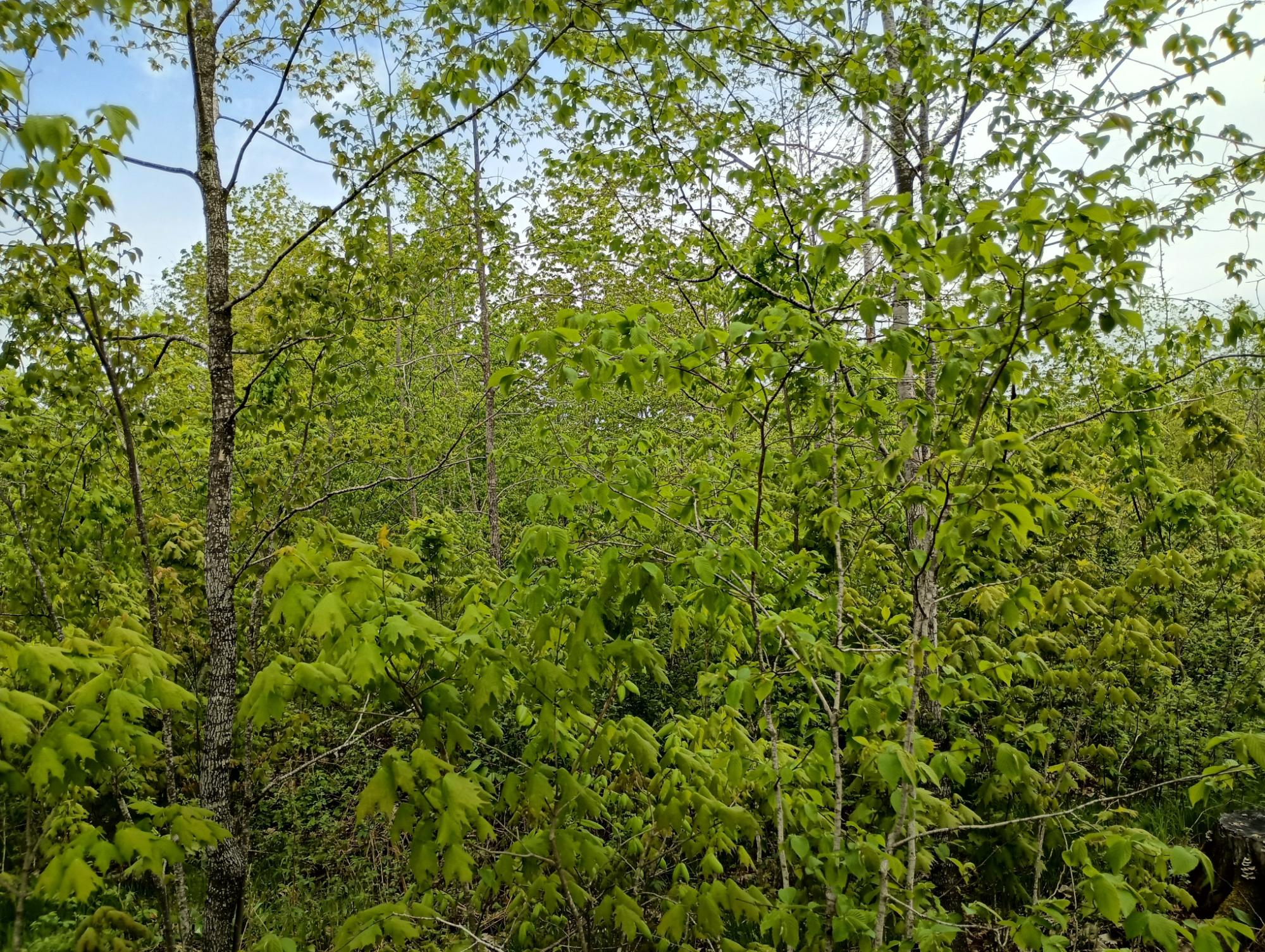 Ac Off NEW SHANAGOLDEN RD 39.98+/-