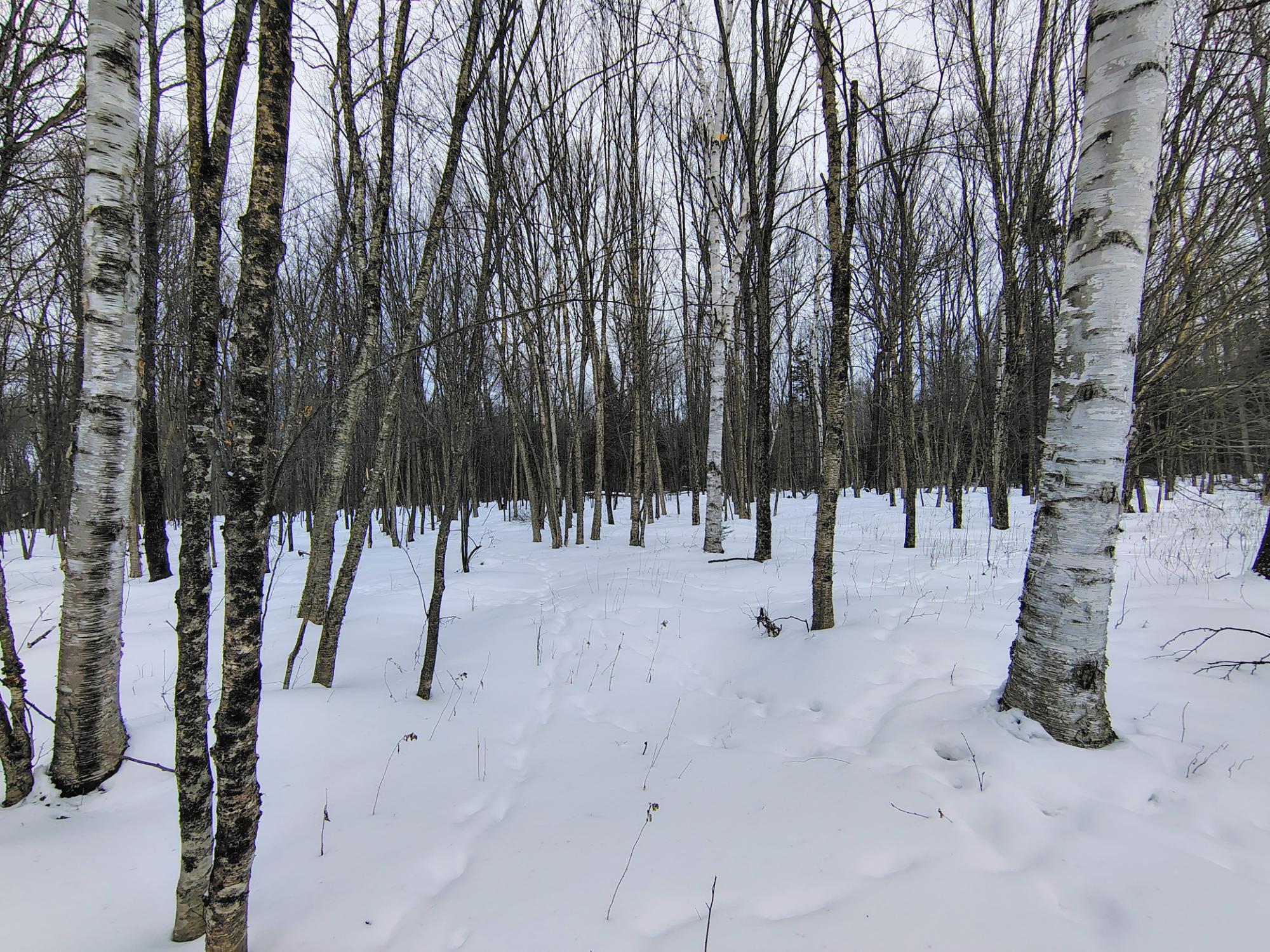 ON KENNEYS RD 40 acres