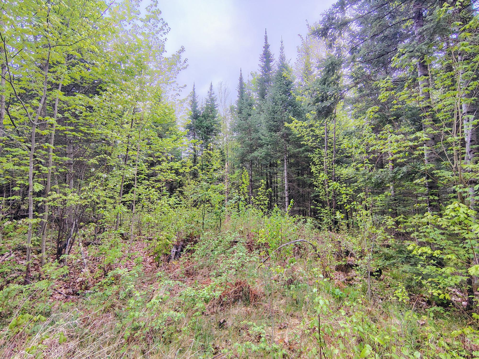N16672 HOFFMAN LAKE RD