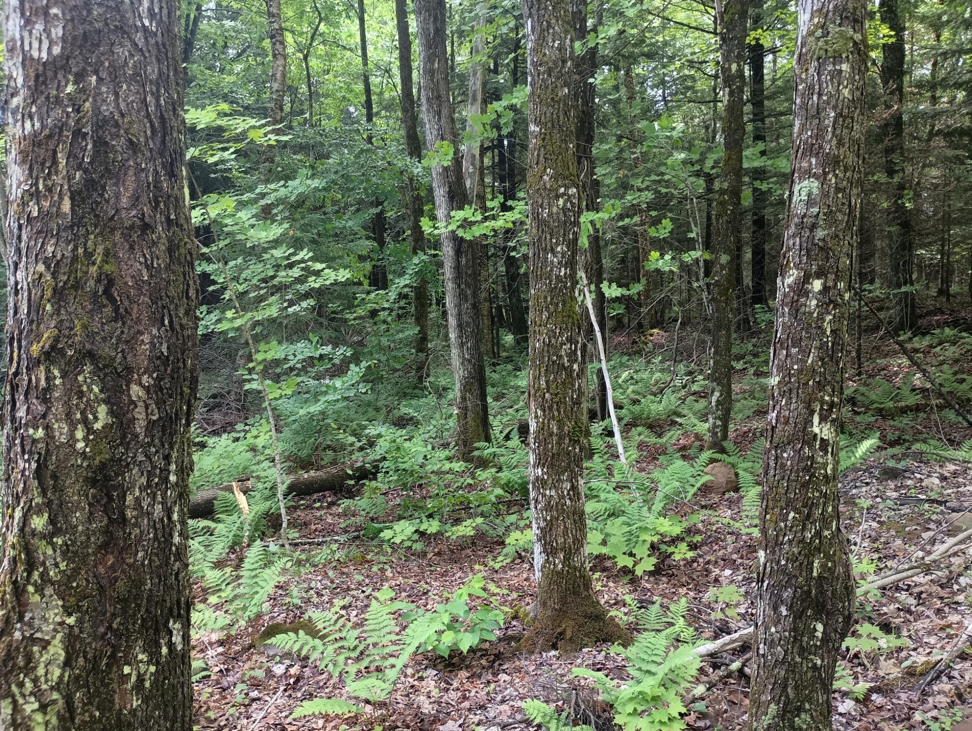 ON CAMP K RD 76.95 ac