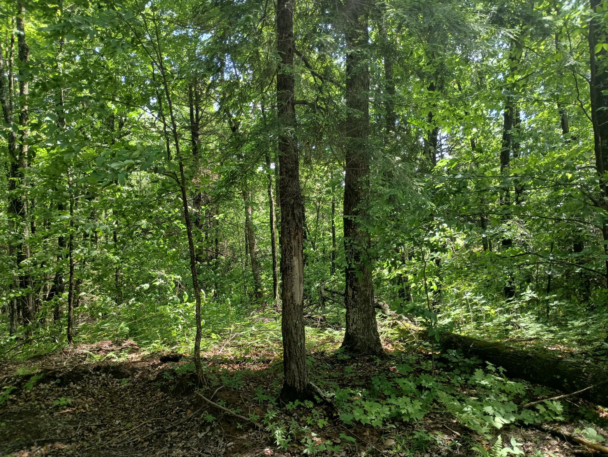 ON CAMP K RD 76.95 ac