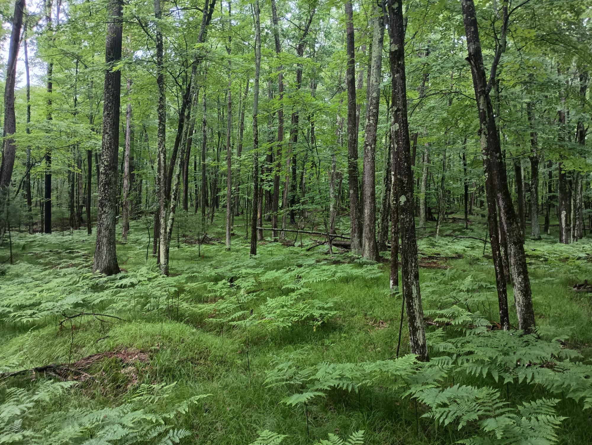 ON HIXON RD 21.94 AC