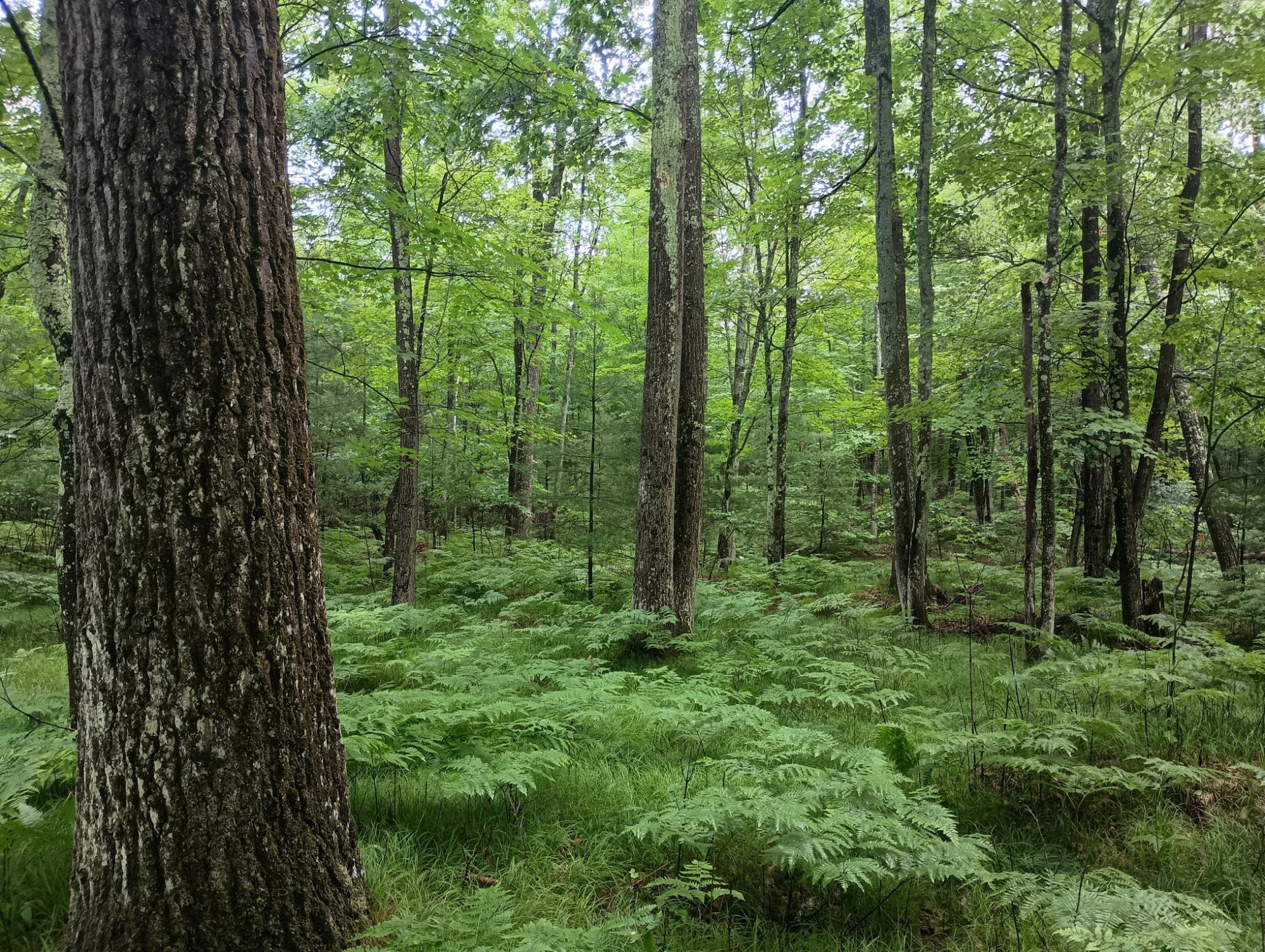 ON HIXON RD 21.94 AC