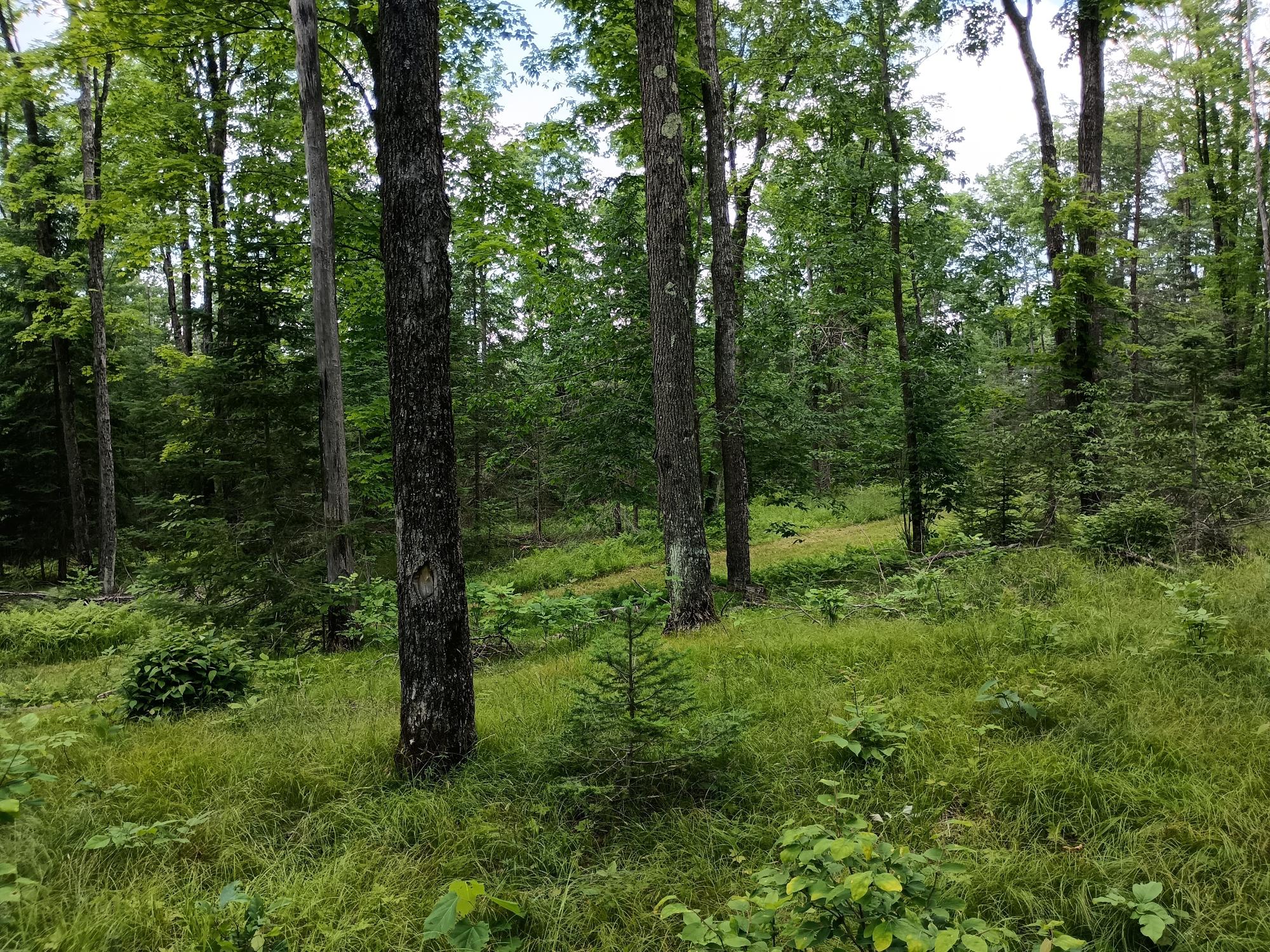 Off CREAMERY RD 40 acres