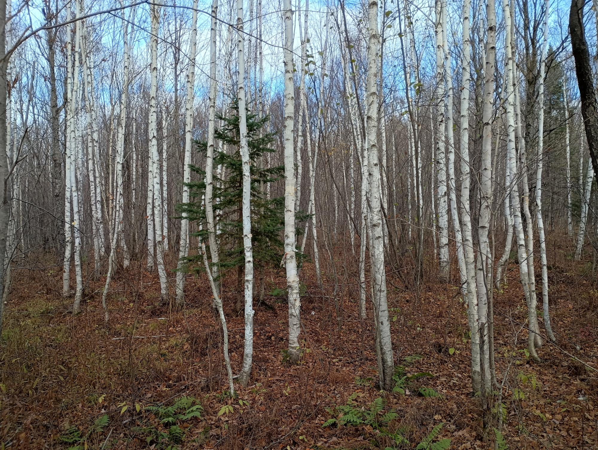 ON RIGHT OF WAY RD 20AC