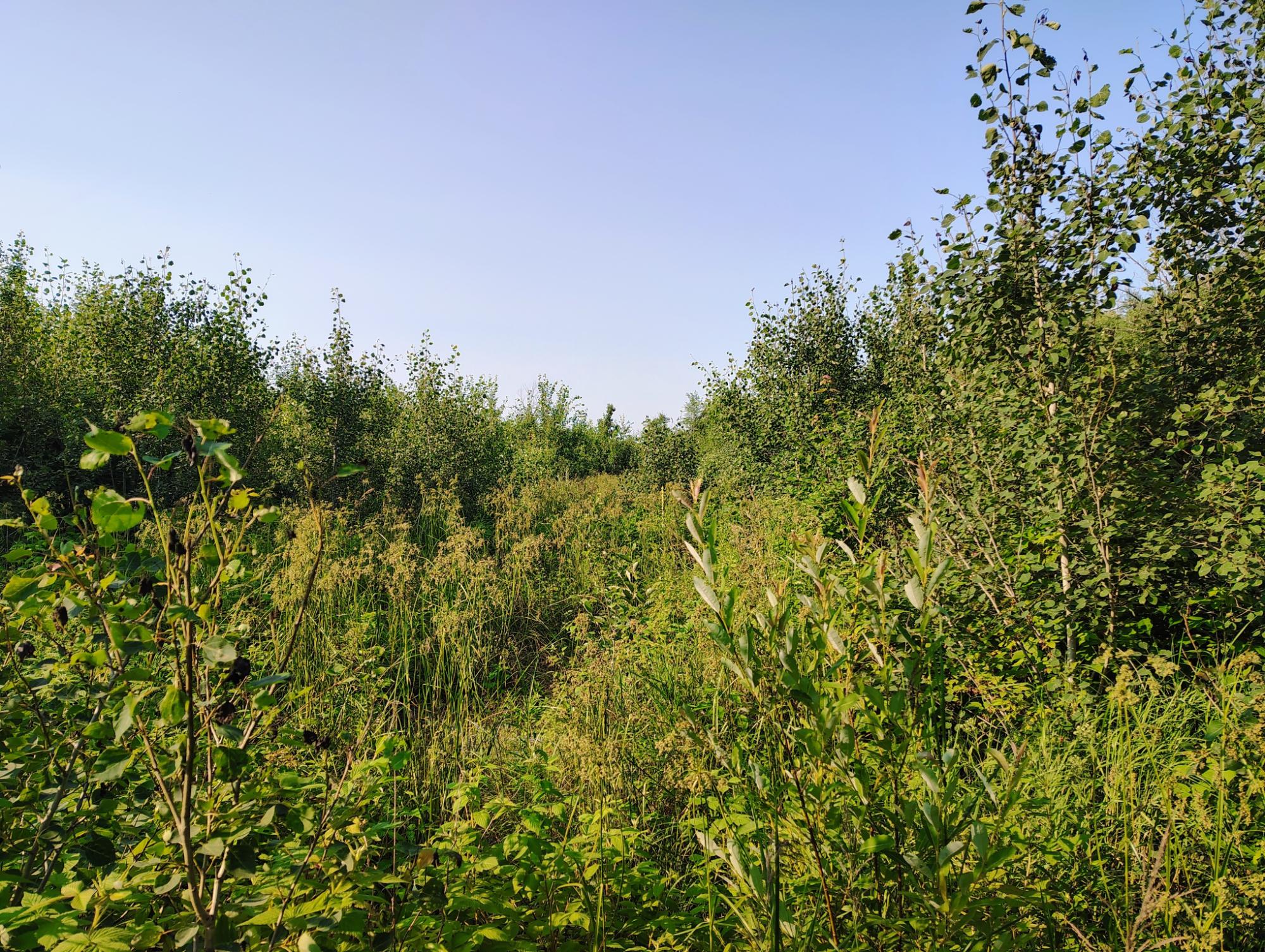 ON RIGHT OF WAY RD 12+/- AC