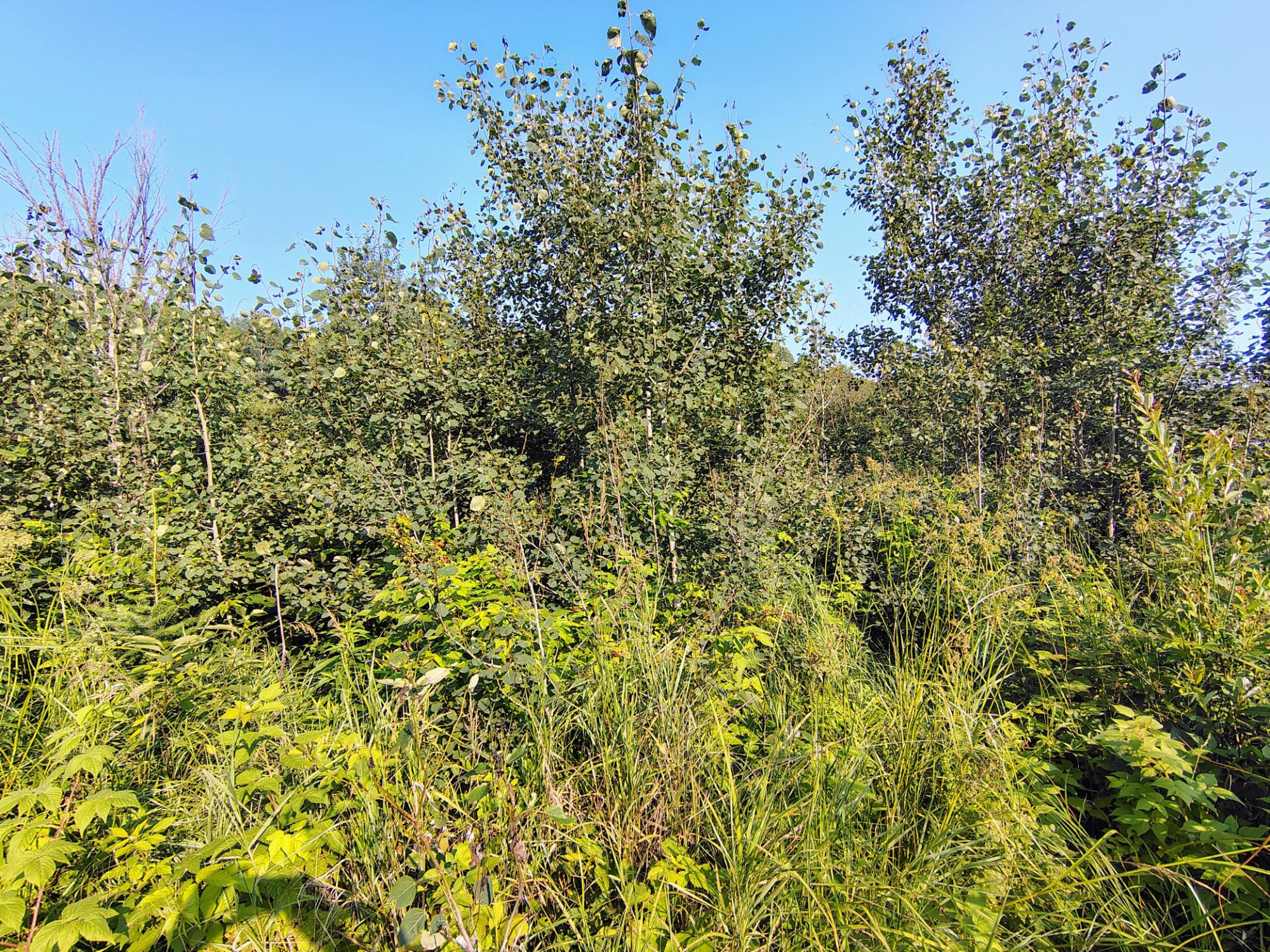 ON RIGHT OF WAY RD 12+/- AC