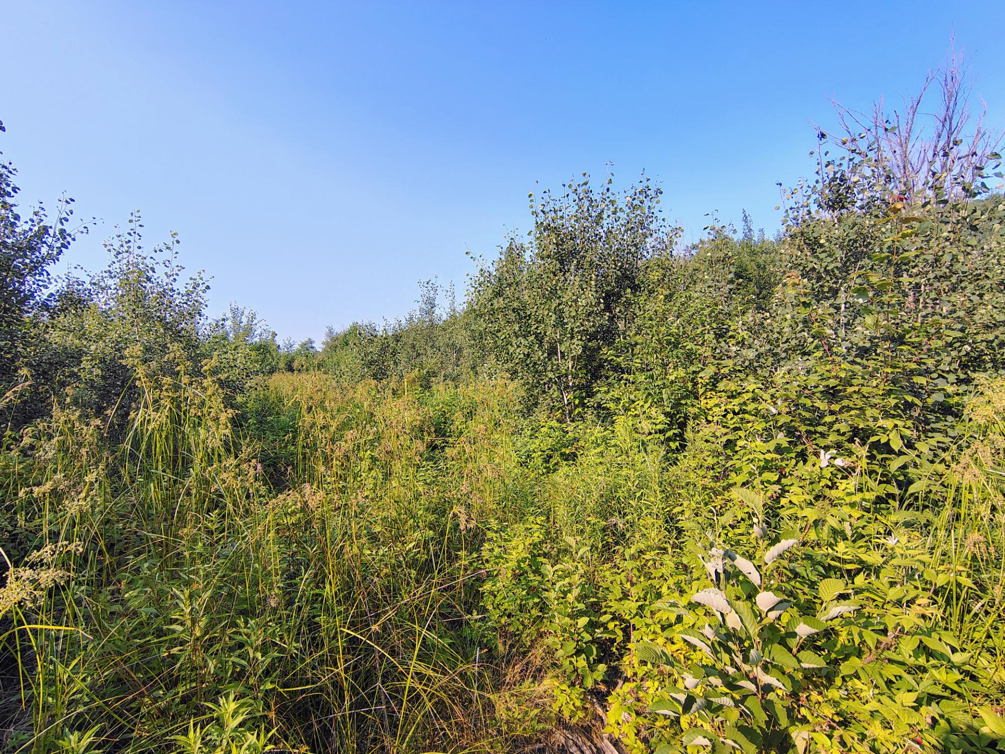 ON RIGHT OF WAY RD 12+/- AC