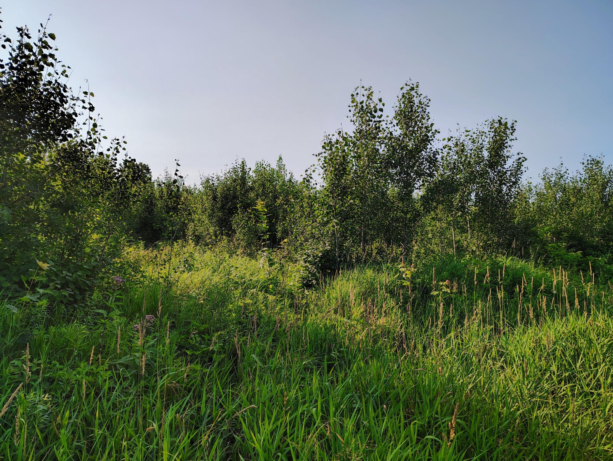 ON RIGHT OF WAY RD 12+/- AC