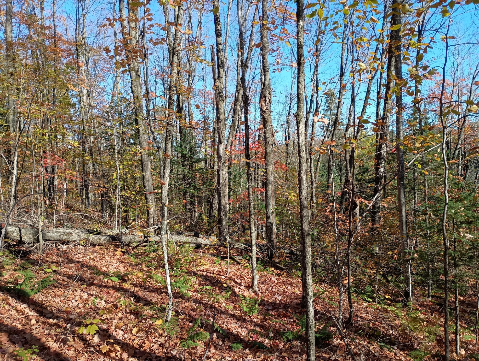 ON KORNSTEAD RD 80 ac
