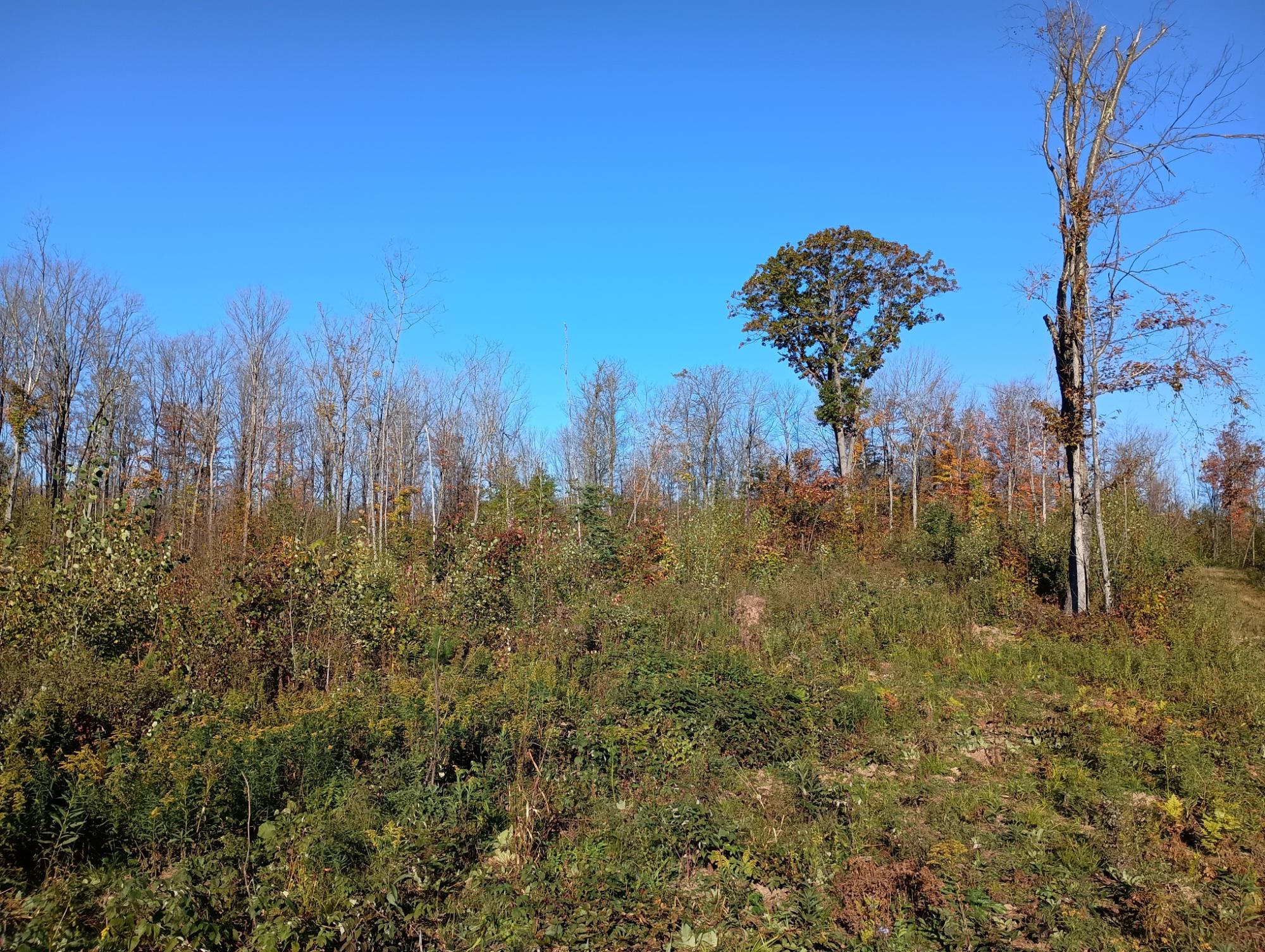 ON KORNSTEAD RD 80 ac